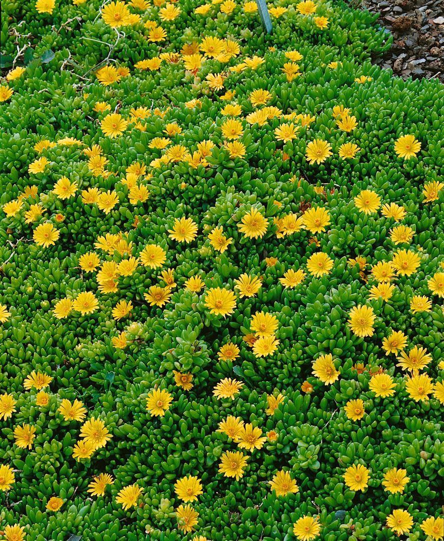 Pflanzen für Dich Staude Delosperma nubigenum, 1 St., Mittagsblume, Teppich-Mittagsblume