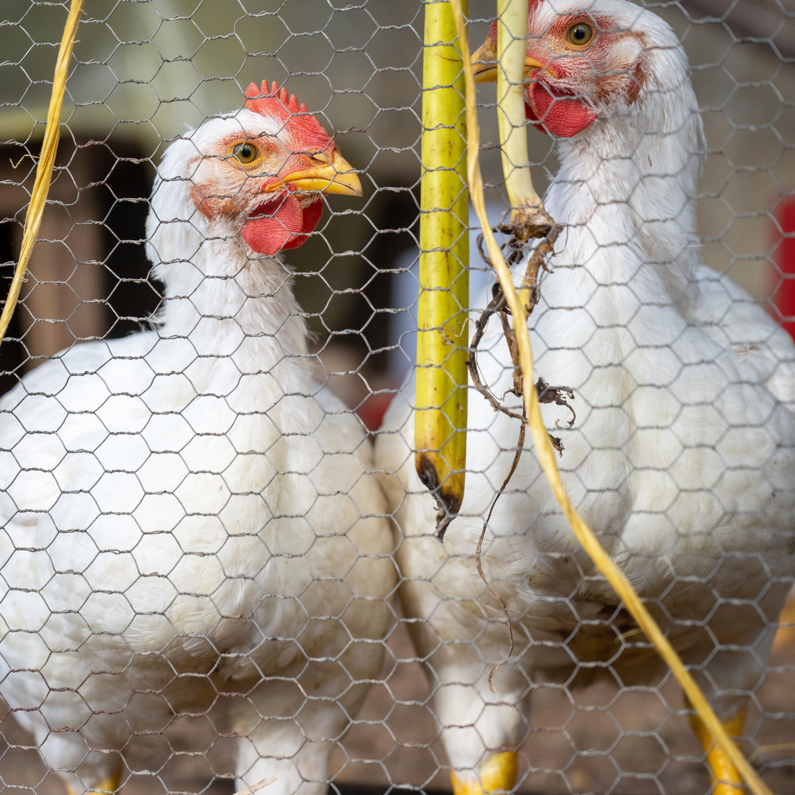 relaxdays Maschendrahtzaun 15 x 25 mm, (mit Drahtzange), 5 m günstig online kaufen