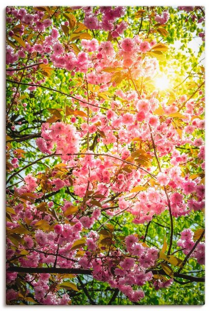Artland Wandbild »Japanische Kirschblüte«, Vier Jahreszeiten (1 Stück), in vielen Größen & Produktarten - Alubild / Outdoorbild für den Außenbereich, Leinwandbild, Poster, Wandaufkleber / Wandtattoo auch für Badezimmer geeignet-Otto