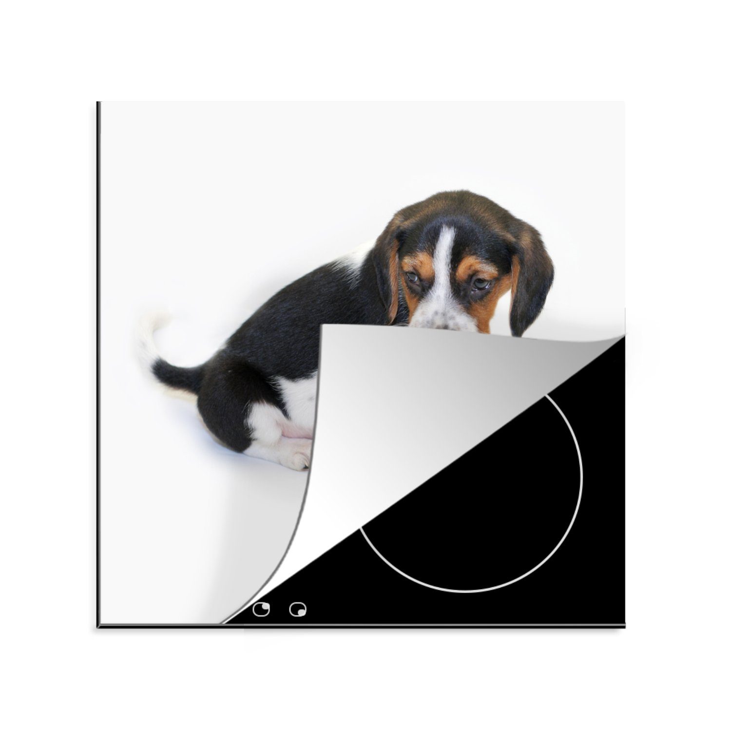 MuchoWow Herdblende-/Abdeckplatte Welpe - Beagle - Braun - Weiß, Vinyl, (1 tlg), 78x78 cm, Ceranfeldabdeckung, Arbeitsplatte für küche | Herdabdeckplatten