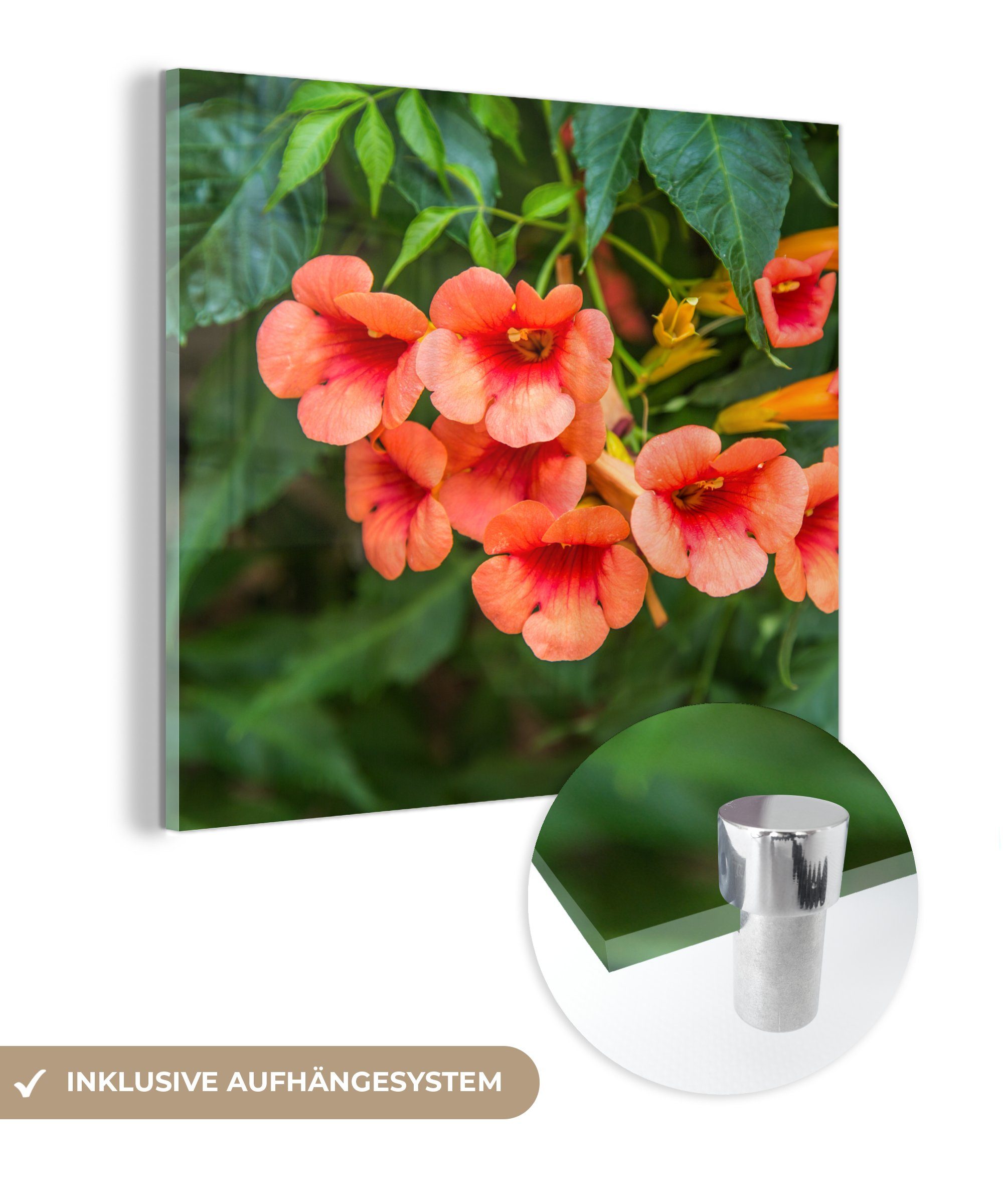 MuchoWow Acrylglasbild Blumen - Schlingpflanze - Orange - Natur - Botanisch, (1 St), Glasbilder - Bilder auf Glas Wandbild - Foto auf Glas - Wanddekoration
