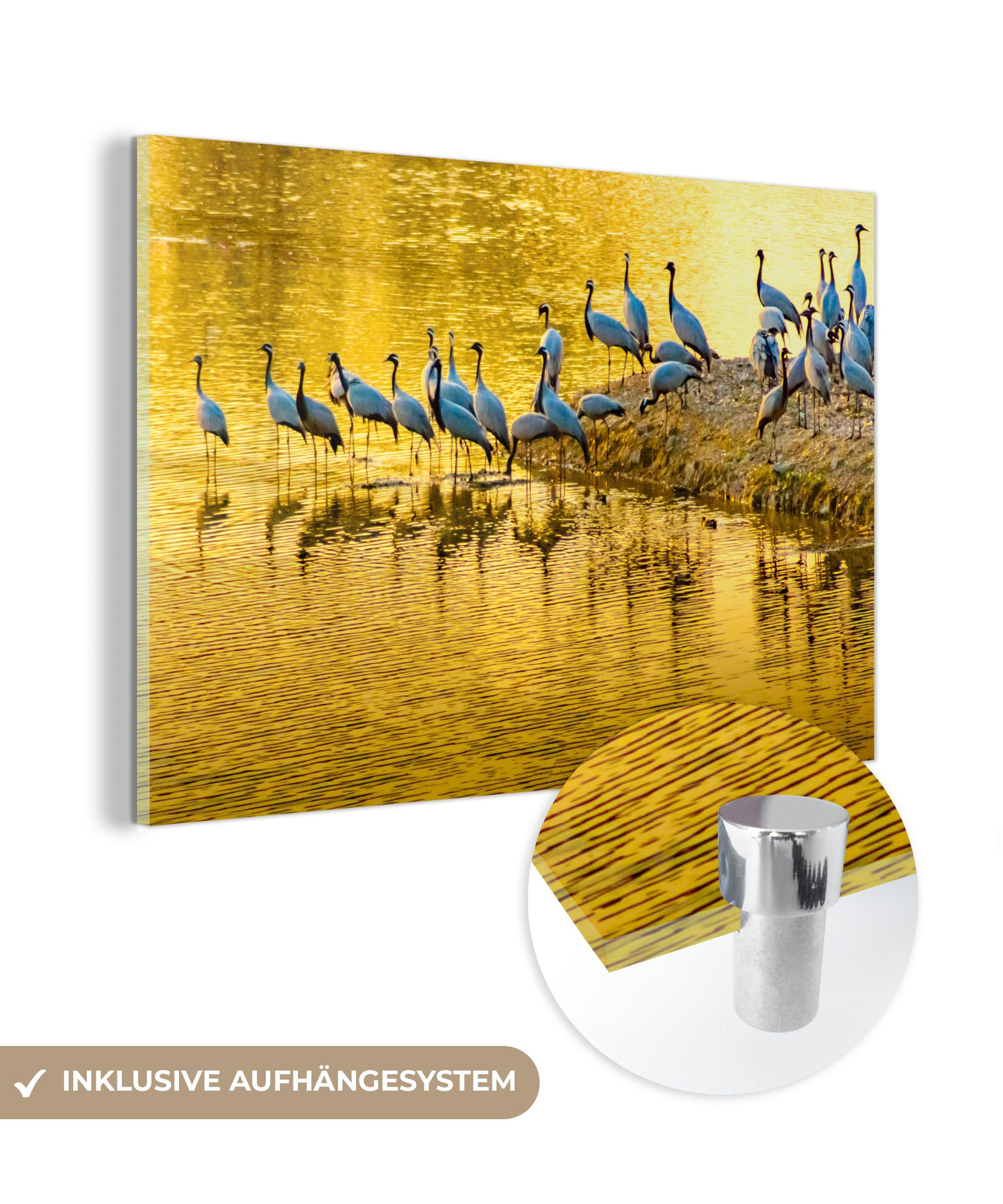 MuchoWow Acrylglasbild Schwarm von Libellen an einem goldenen See, (1 St), Acrylglasbilder Wohnzimmer & Schlafzimmer