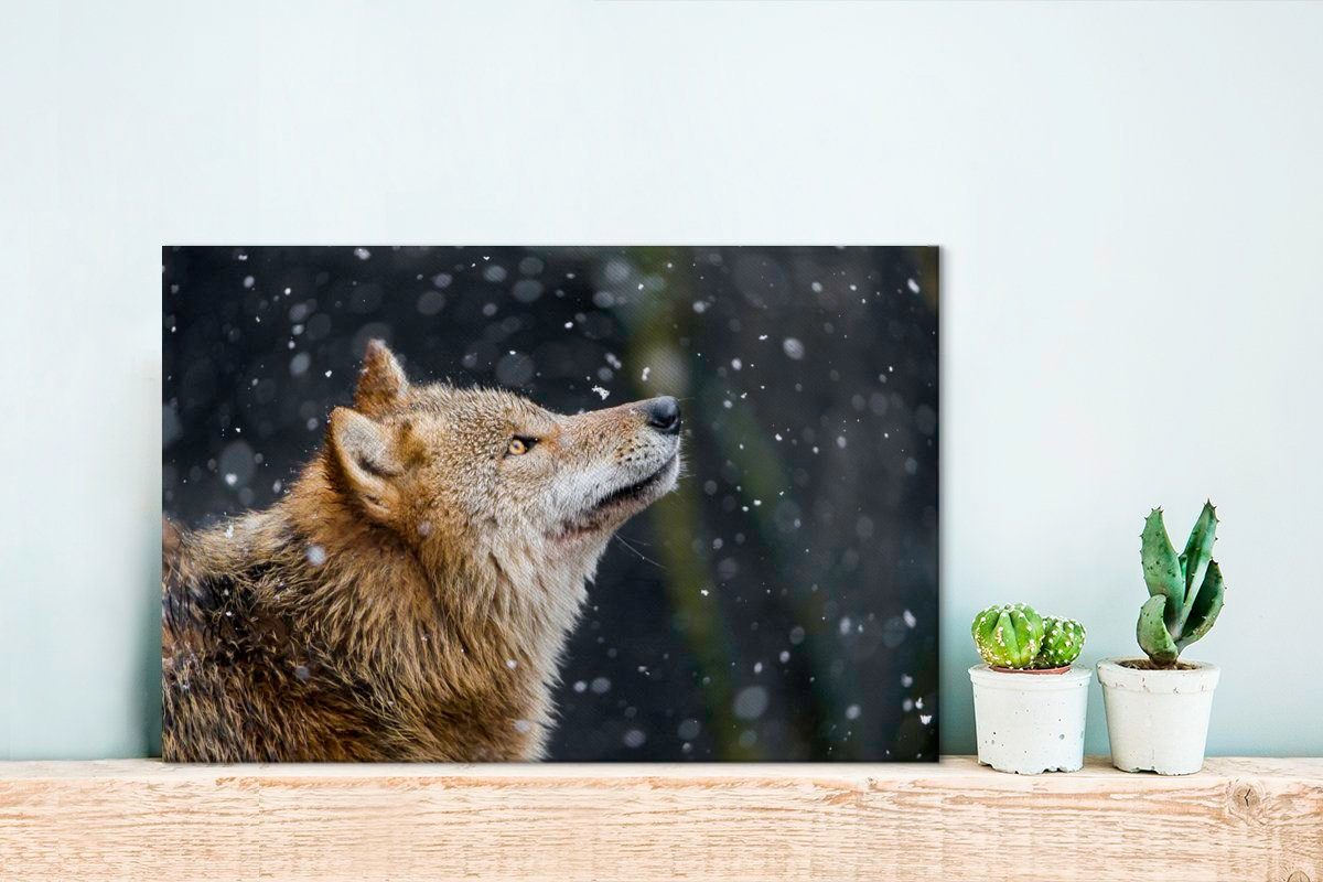 Winter, - (1 Leinwandbilder, cm St), Leinwandbild Wanddeko, Fell OneMillionCanvasses® Wolf Wandbild - - Aufhängefertig, Schneeflocke 30x20