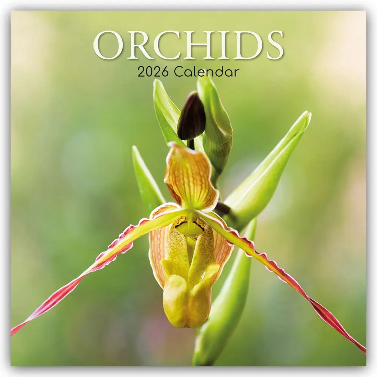 Wandkalender Orchids - Orchideen 2026 - 16-Monatskalender