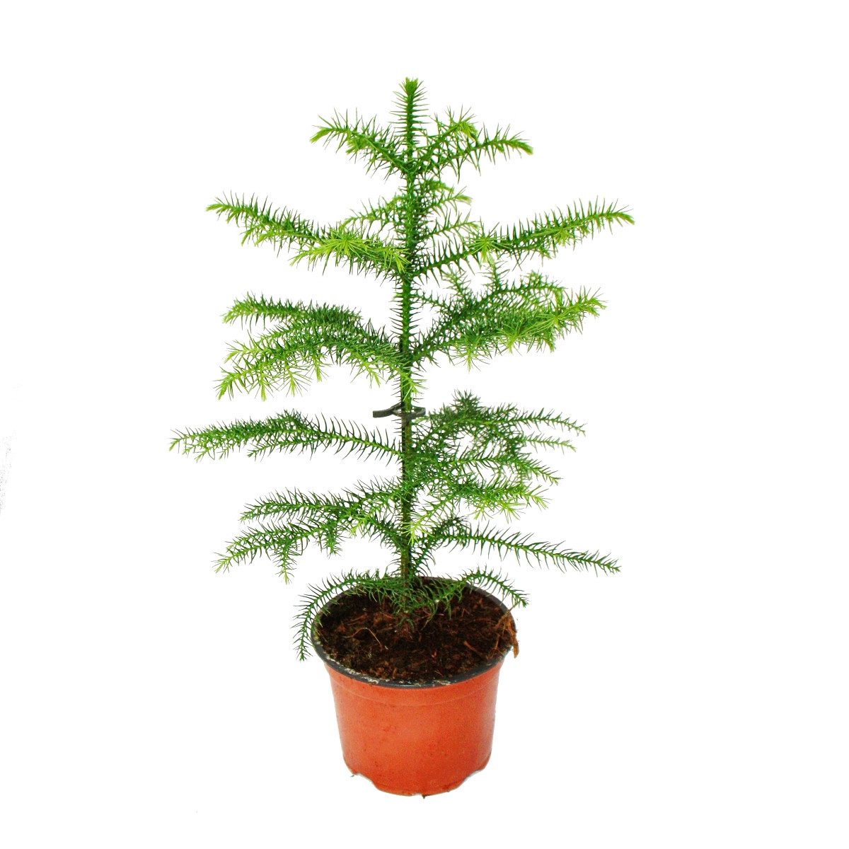 Exotenherz Zimmerpflanze Araucaria heterophylla 12cm, Zimmertanne günstig online kaufen