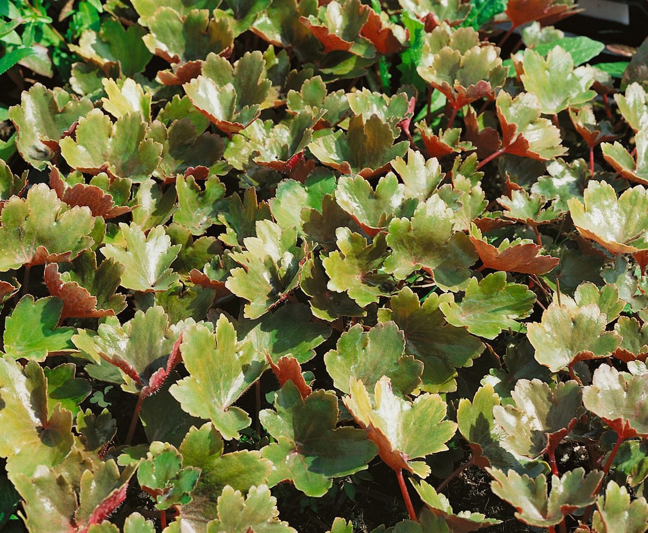 Pflanzen für Dich Staude Saxifraga cort., 1 St., Herbst-Steinbrech, Japanischer Steinbrech