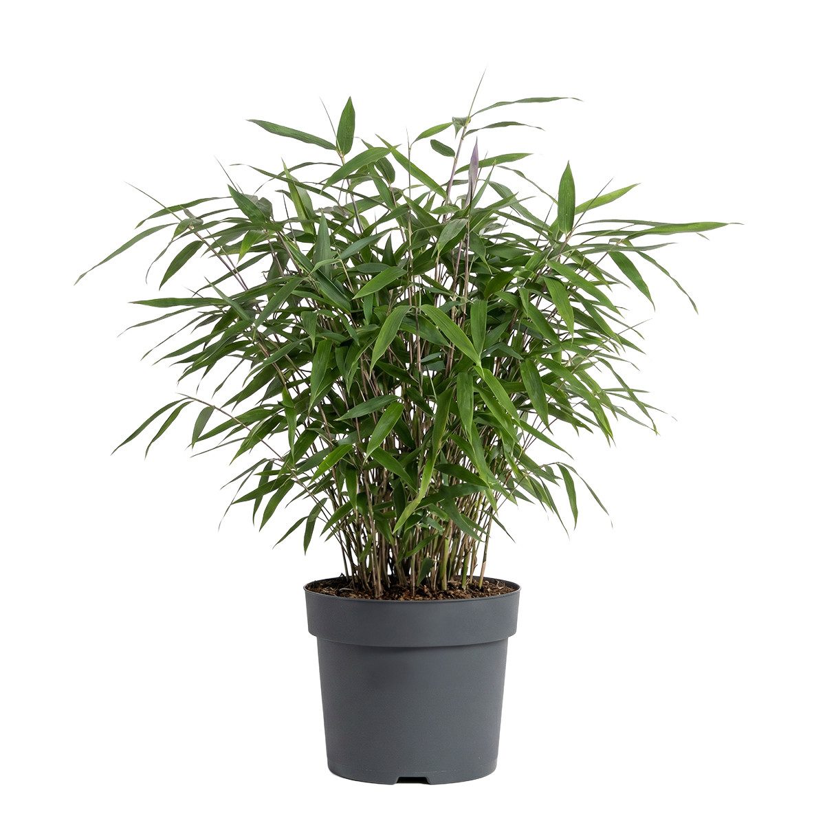 Bloomique Staude Bloomique - Fargesia Asian Wonder - Bambuspflanze - Nicht invasiv - Ga, 1 St.