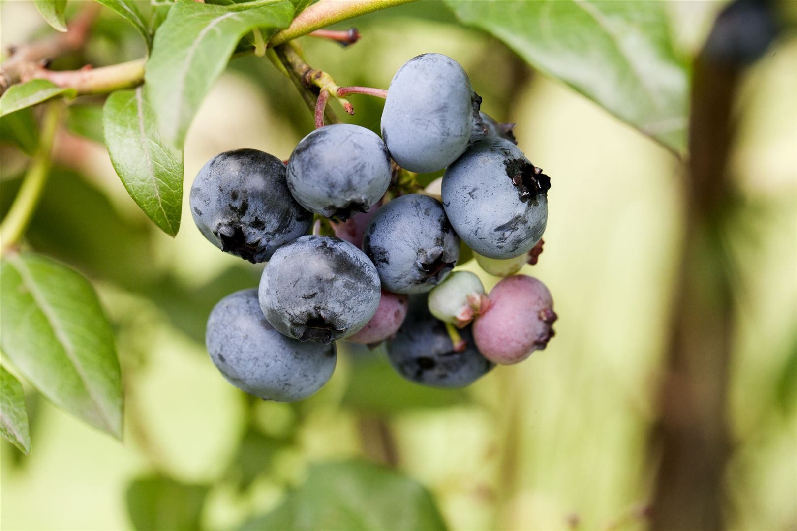Pflanzen für Dich Obstpflanze Vaccinium corymbosum Sierra, 1 St., Kulturheidelbeere, Blaubeere, Heidelbeere, große beeren, spätblühend