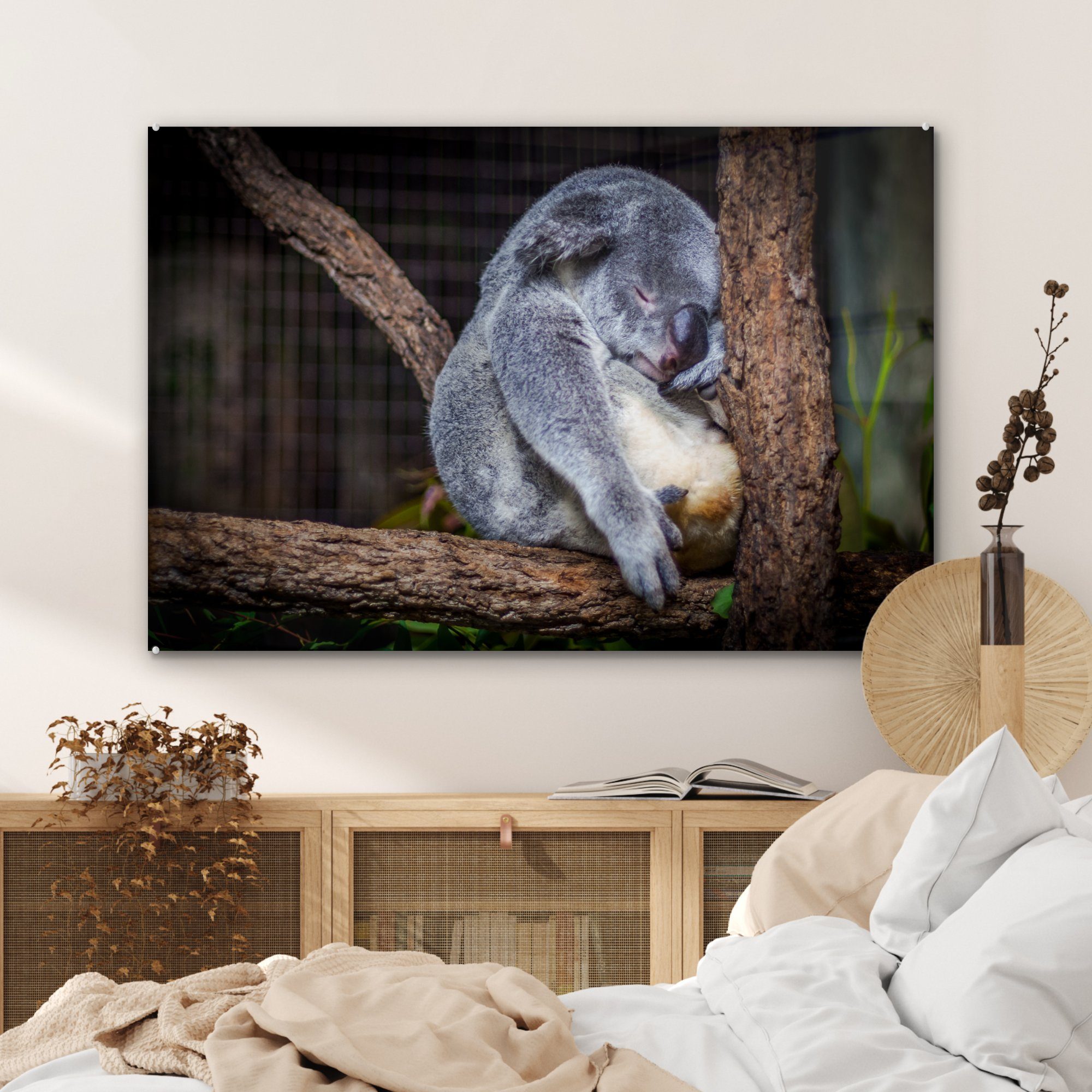St), - Acrylglasbild Australien & Acrylglasbilder - MuchoWow Koala Wohnzimmer (1 Bumm, Schlafzimmer