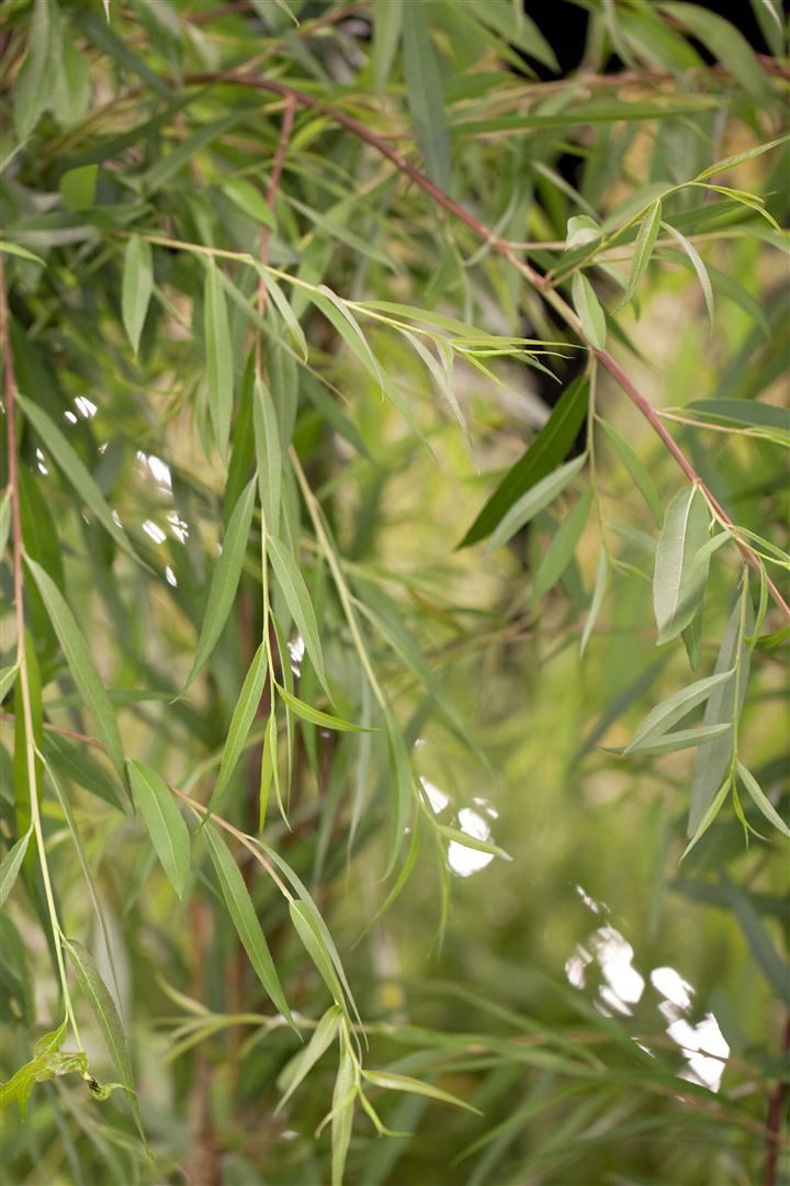 Pflanzen für Dich Gehölze Salix alba Tristis