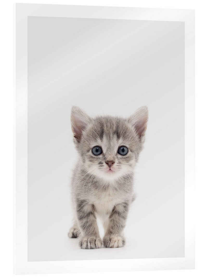 Posterlounge Acrylglasbild Animal Kids Collection, Neugieriges Kätzchen, Babyzimmer Skandinavisch Fotografie