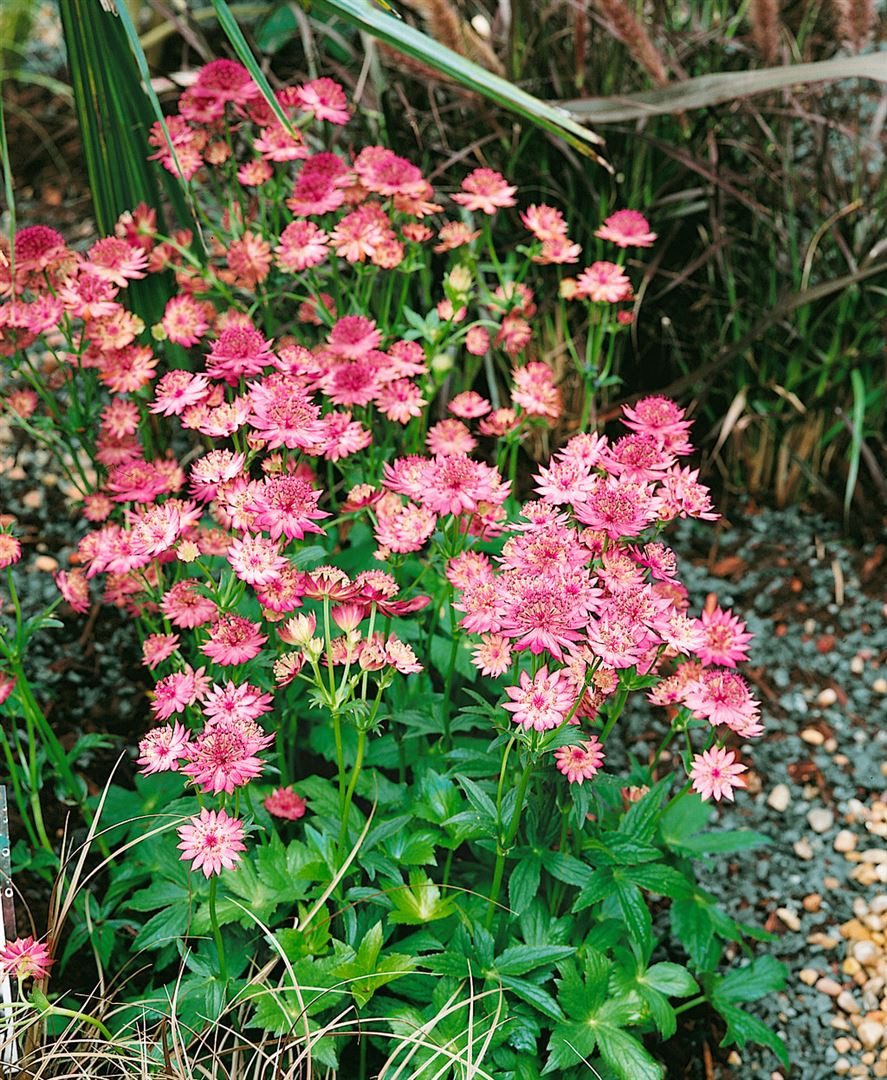 Pflanzen für Dich Staude Astrantia major 'Roma', 1 St., Große Sterndolde, Sterndolde