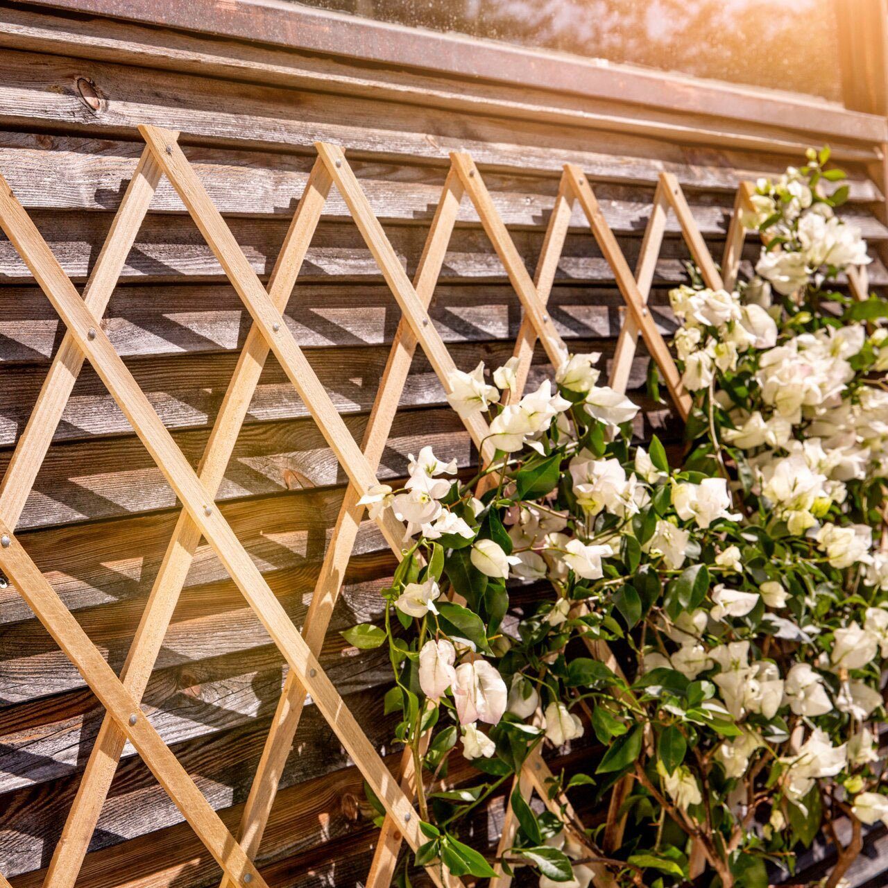 Windhager Rankgitter Holz-Spalier FSC-zertifiziert für Rosen und Kletterpflanzen, 1 St., Rankhilfe für Hauswände, erhältlich in unterschiedlichen Größen