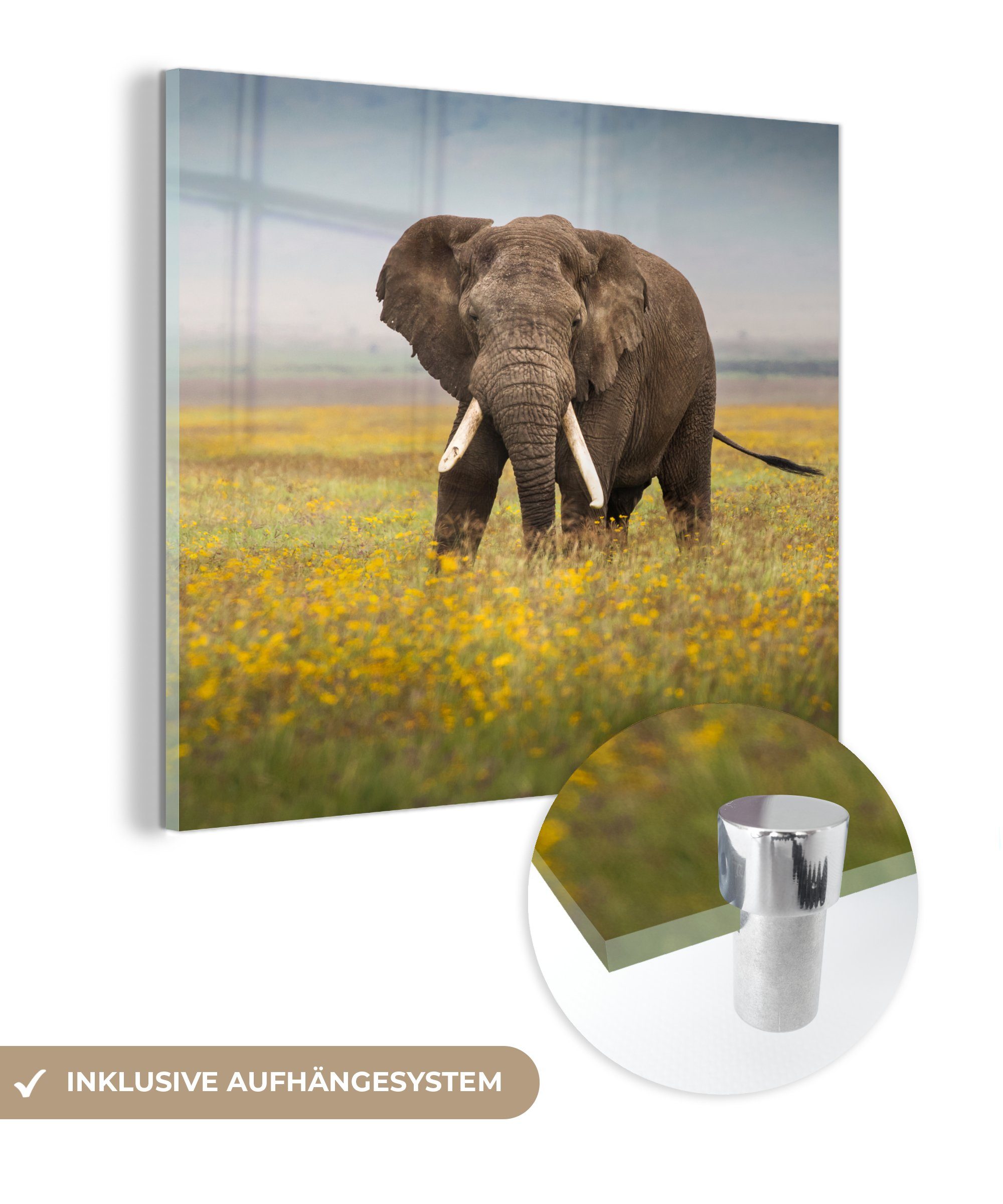 - MuchoWow Blumen Acrylglasbild Foto Glas auf auf - Glas Elefant - Natur, St), - (1 - Tiere Glasbilder Gras - Wanddekoration - Wandbild Bilder