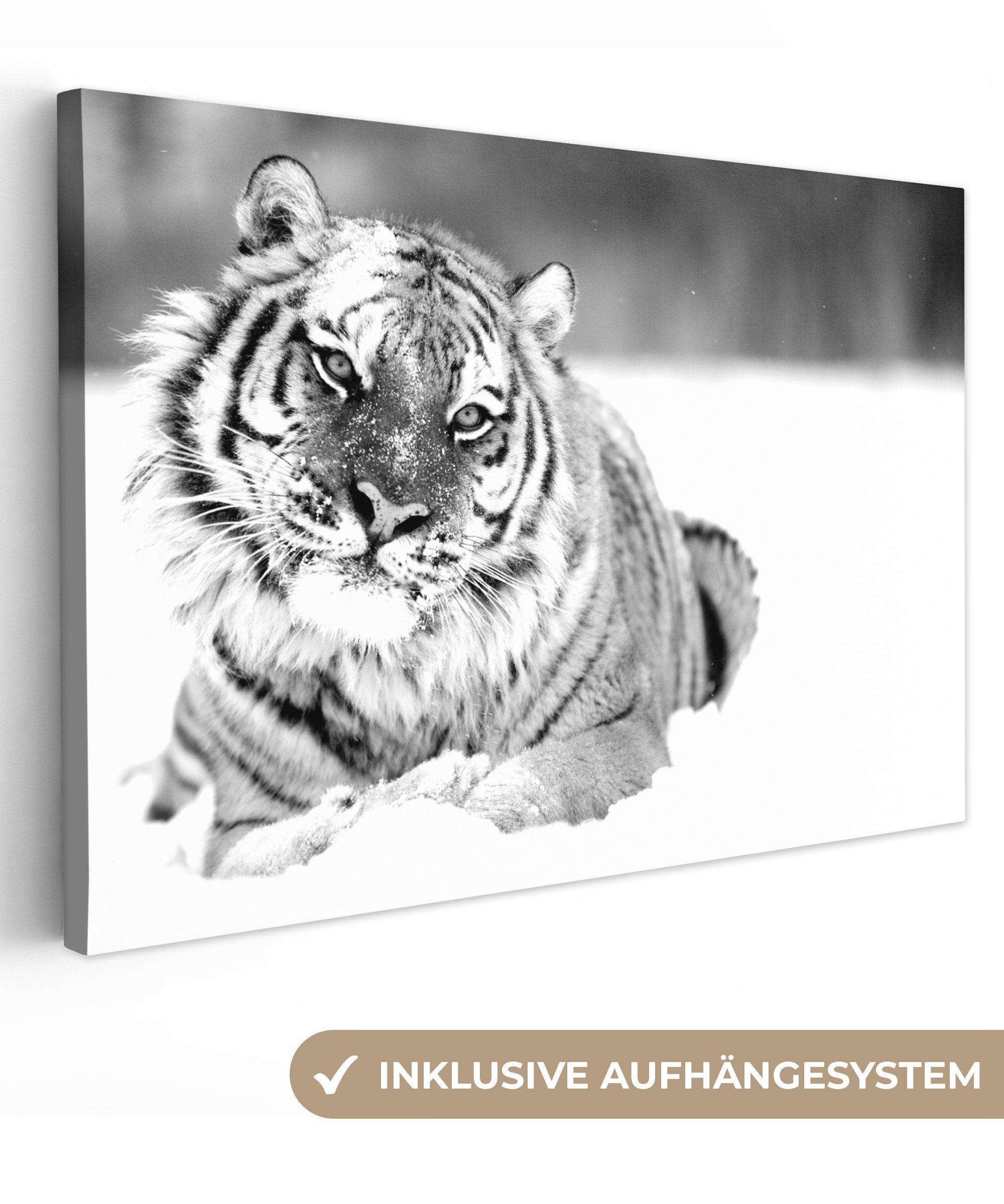 OneMillionCanvasses® Leinwandbild Tiger - Schnee - günstig online kaufen