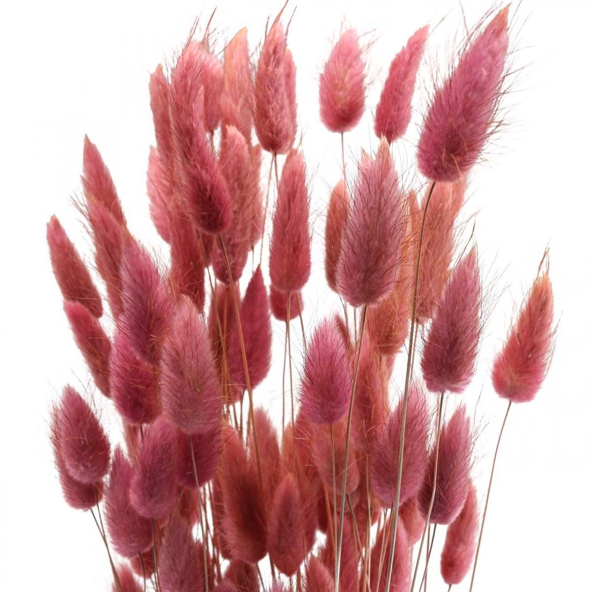 Trockenblume Hasenschwanzgras Trockenblumen Deko Hochzeit Boho Samtgras, Florists Products, Höhe 10 cm