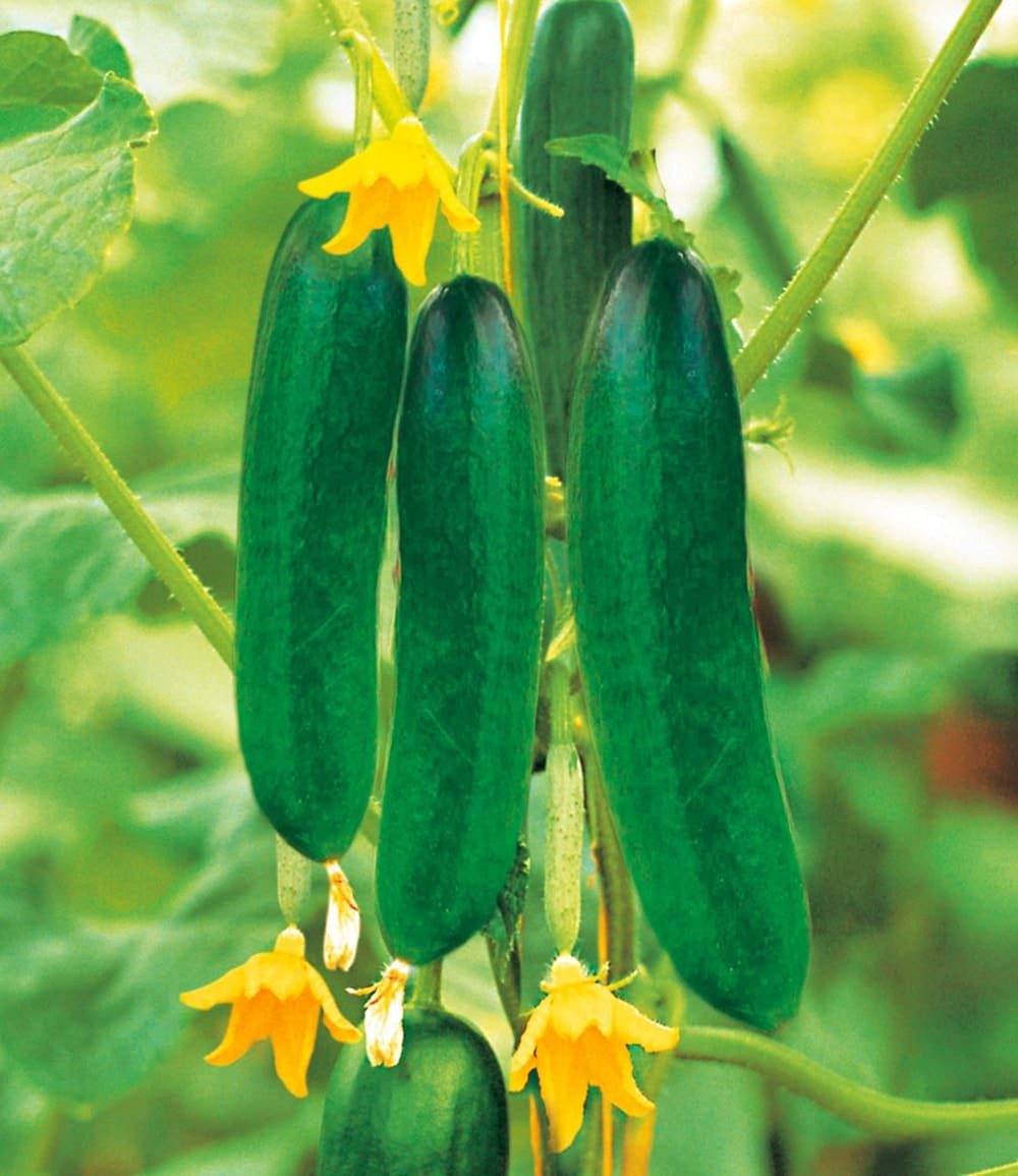 BALDUR Garten Gemüsepflanze Snack-Gemüse Kollektion, 8 St., Kuebel-gemuese, pflegeleicht