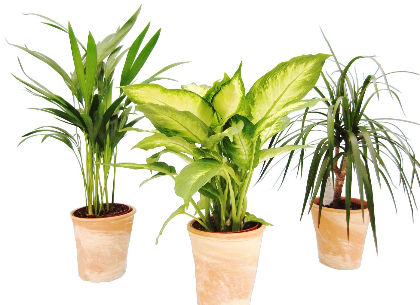 Dominik Zimmerpflanze »Grünpflanzen-Set«, Höhe: 30 cm, 3 Pflanzen in Dekotöpfen-HomeTrends