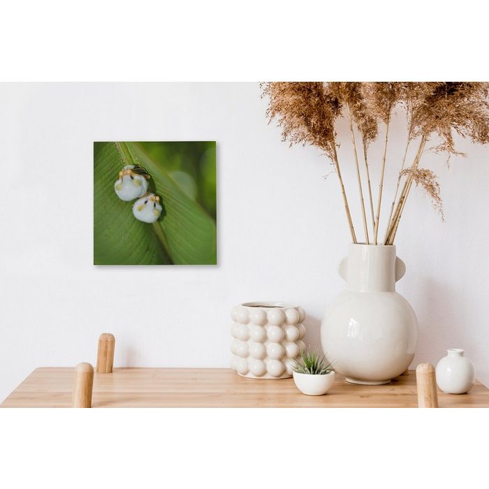 OneMillionCanvasses® Leinwandbild Weiße Fledermäuse auf grünem Blatt (1 St) Leinwand Bilder für Wohnzimmer Schlafzimmer ZR10832