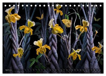 CALVENDO Wandkalender Orchidea (Tischkalender 2024 DIN A5 quer), CALVENDO Monatskalender