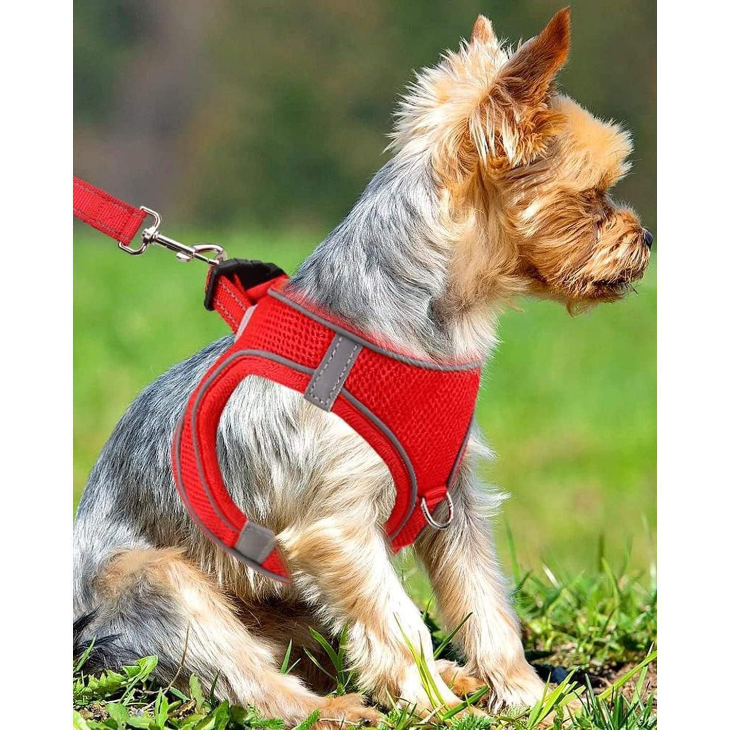 LuxusKollektion Hunde-Geschirr Hundegeschirr Brustgeschirr Mesh reflektierend rot S-Brust:38-42cm Rot