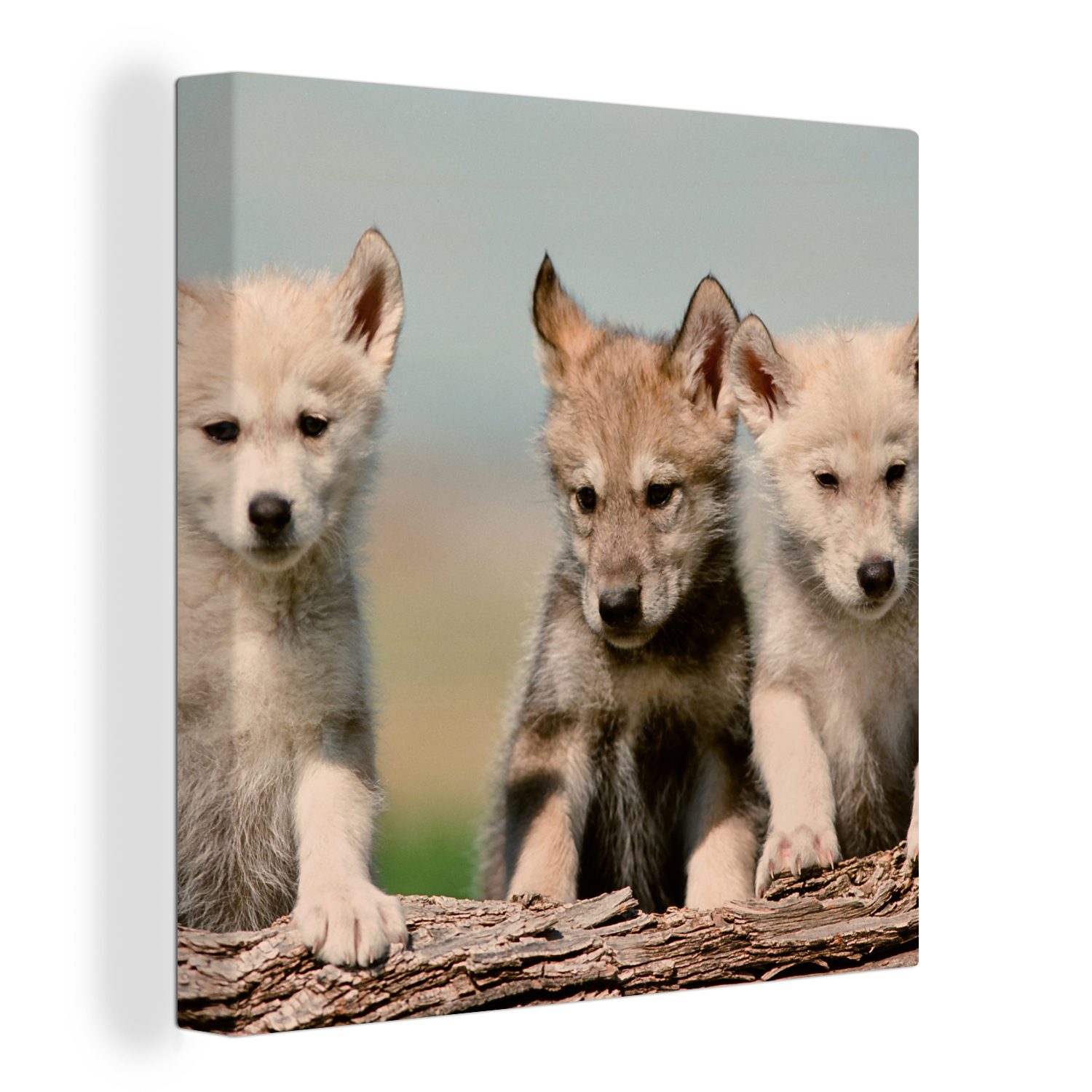 OneMillionCanvasses® Leinwandbild Wolf - Kind - Holz, (1 St), Leinwand Bilder für Wohnzimmer Schlafzimmer | Leinwandbilder