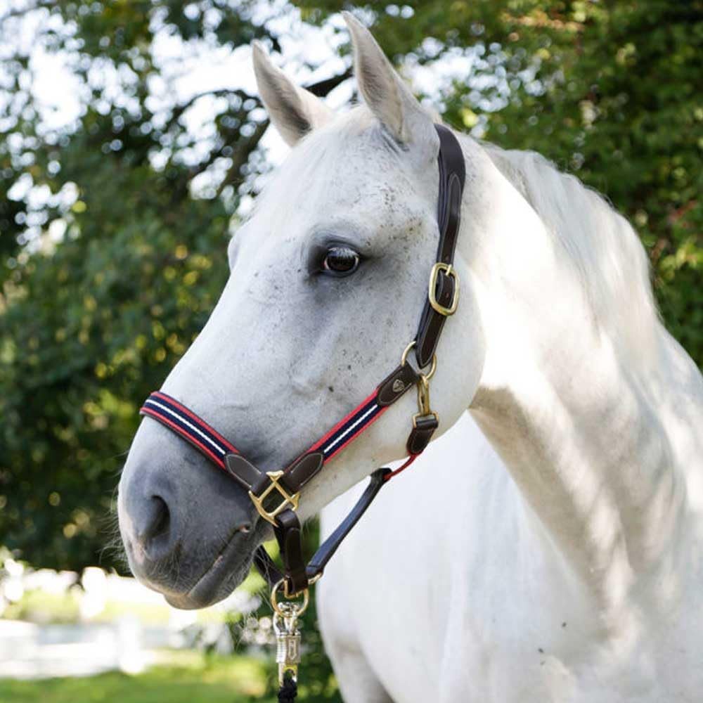Covalliero Halfter Pferd Bellano Covalliero - Leder Halfter
