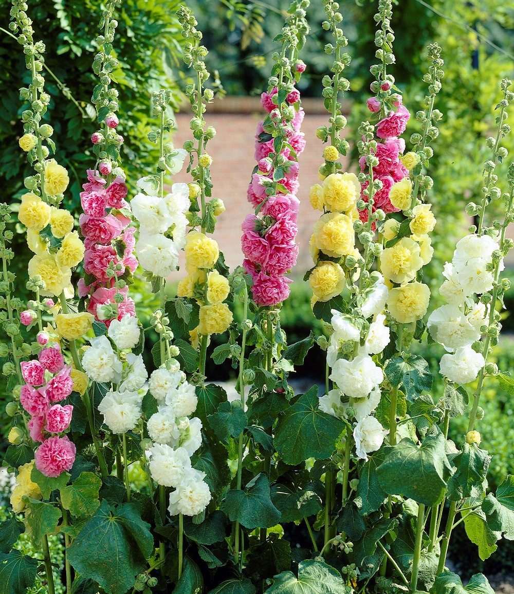 BALDUR Garten Staude Stockrosen-Malven-Mischung, 3 St., Bauernrose,winterhart, mehrjährig, pflegeleicht