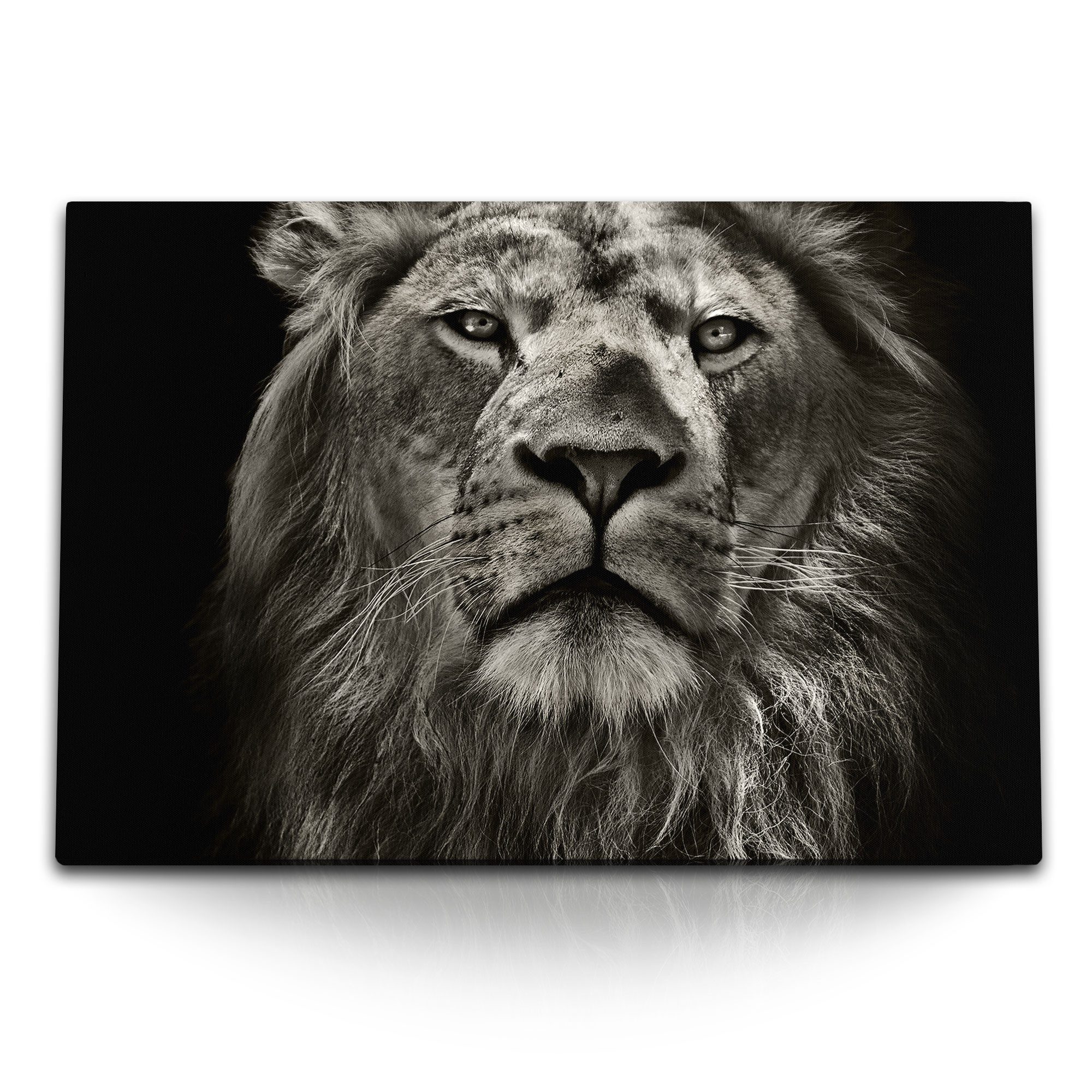 Leinwandbild 120x80cm Wandbild auf Leinwand Tierfotografie Löwen Porträt Raubkatze