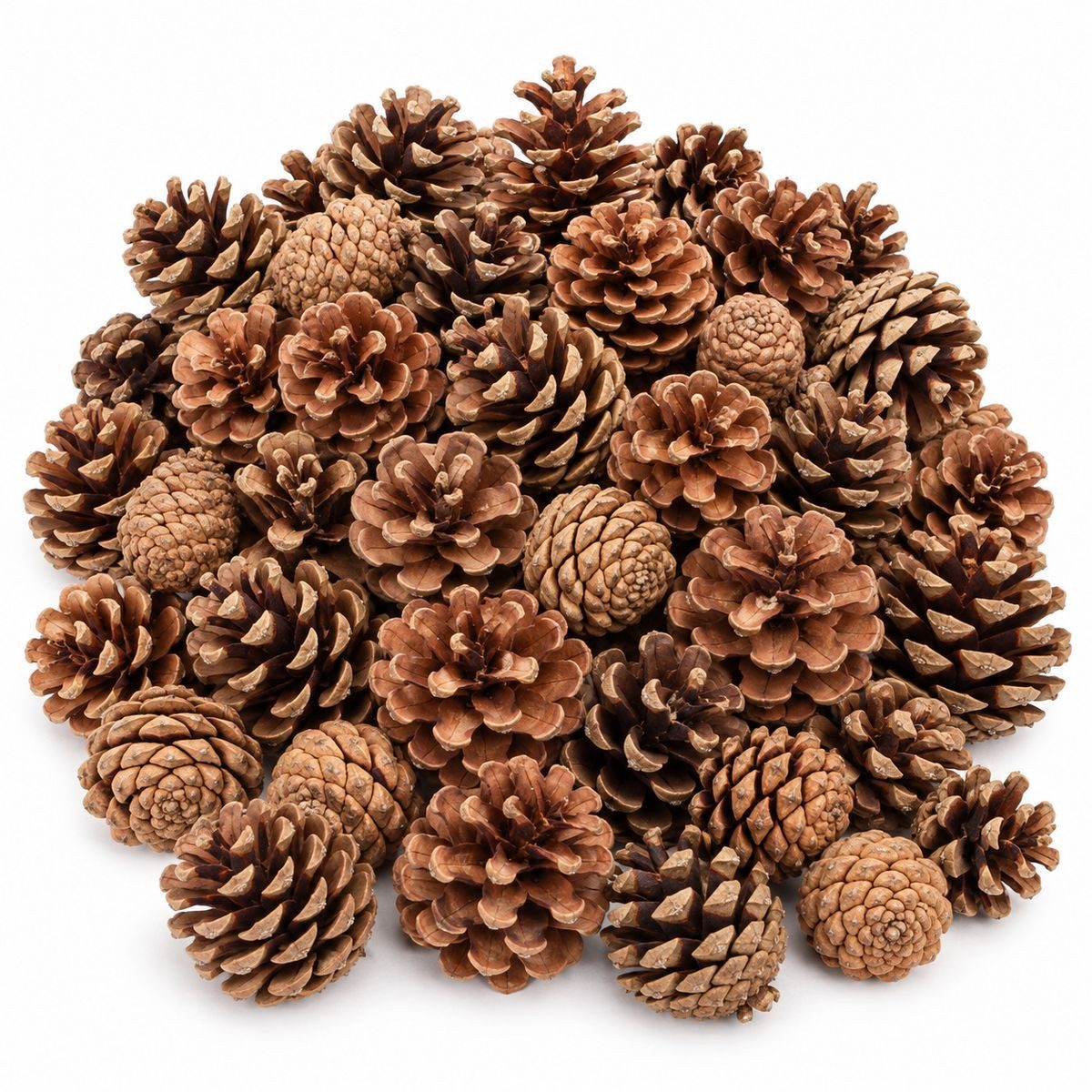 NaDeco Bastelnaturmaterial Tannenzapfen, Natur, 5-6 cm, 1 kg Pinus nigra Adventskranz