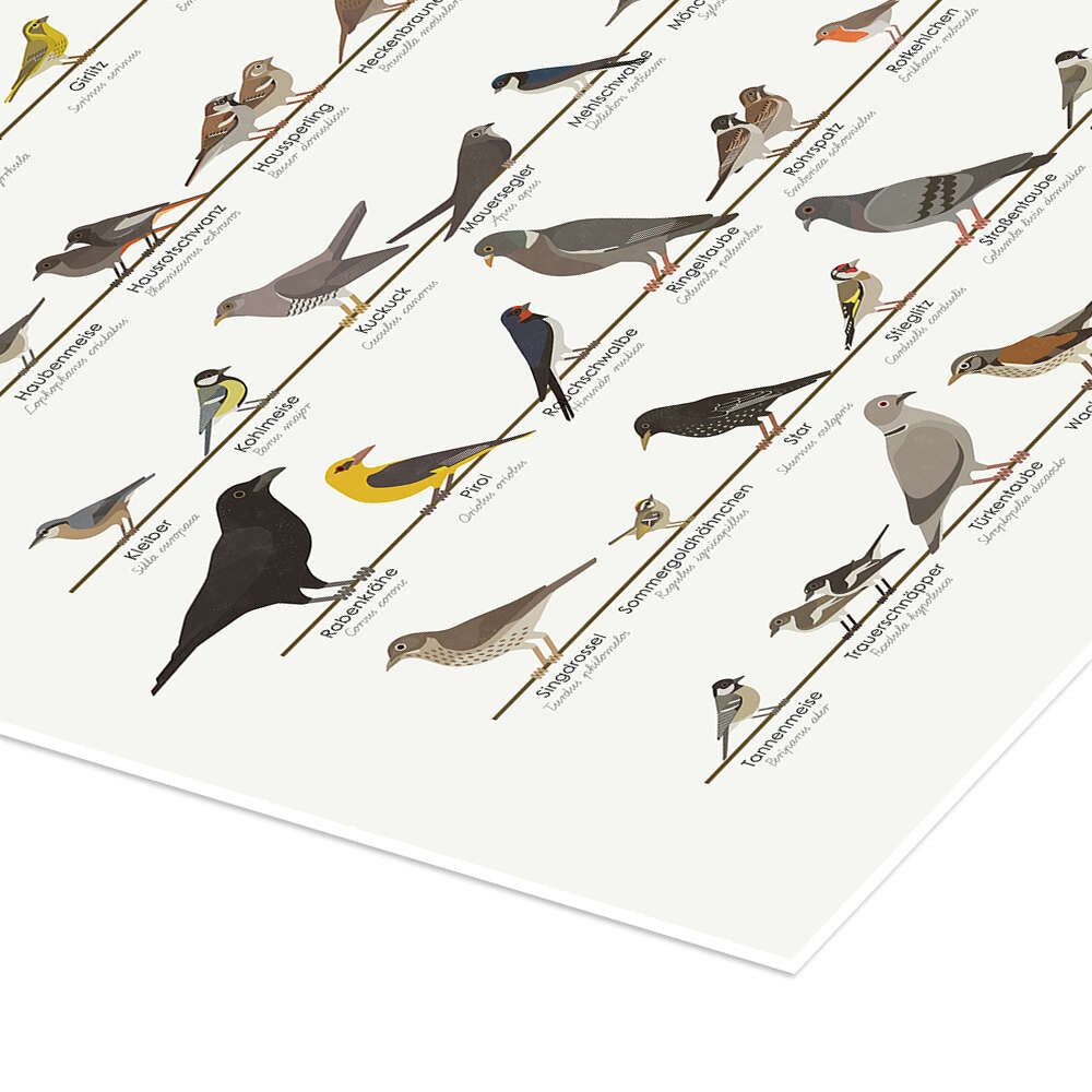 Posterlounge Wandbild Einheimische Singvögel, Iris Luckhaus, erhältlich als Poster, Leinwandbild, Wandsticker oder Acrylglasbild