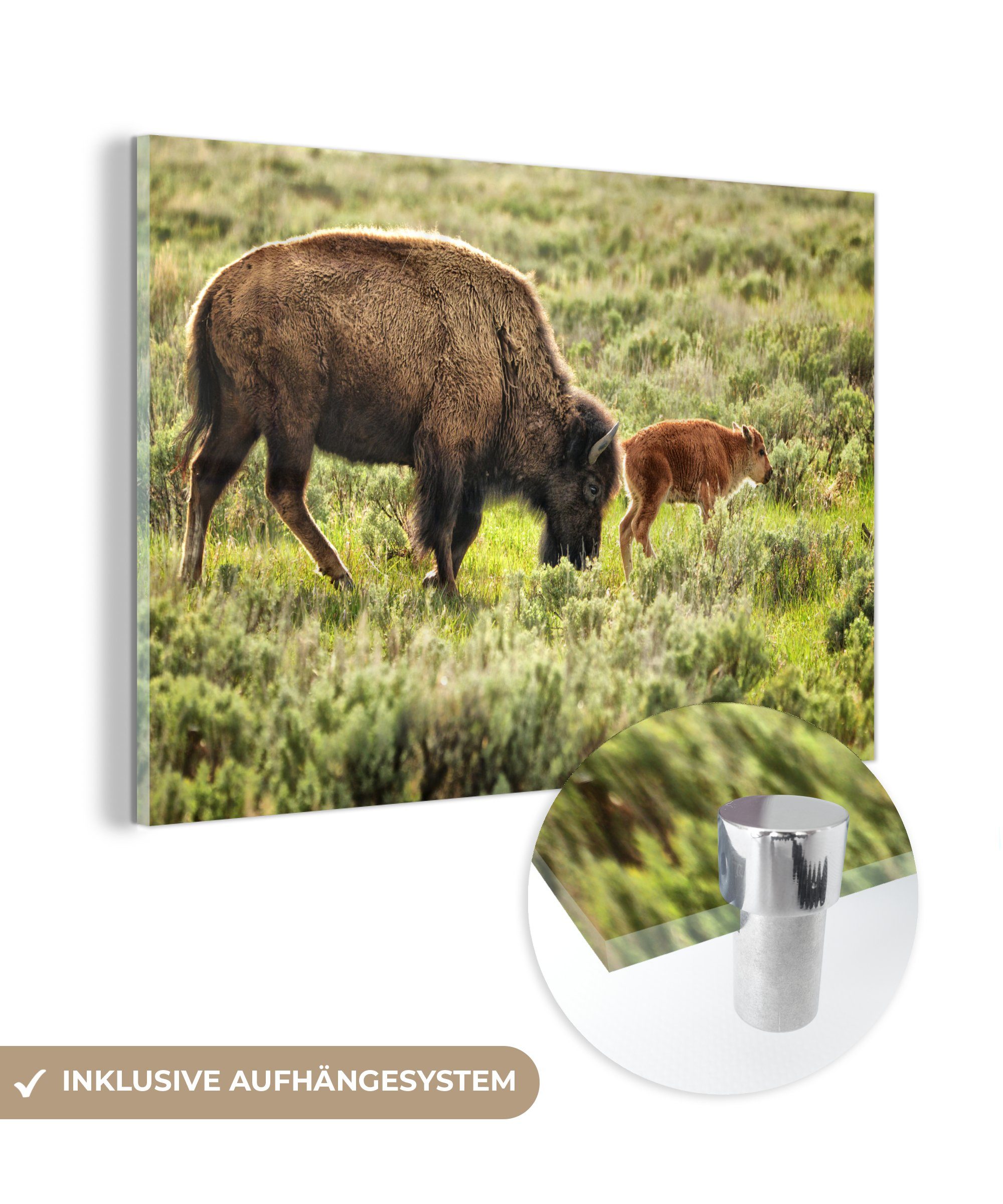 MuchoWow Acrylglasbild Bison mit Baby in Wyoming, (1 St), Acrylglasbilder Wohnzimmer & Schlafzimmer