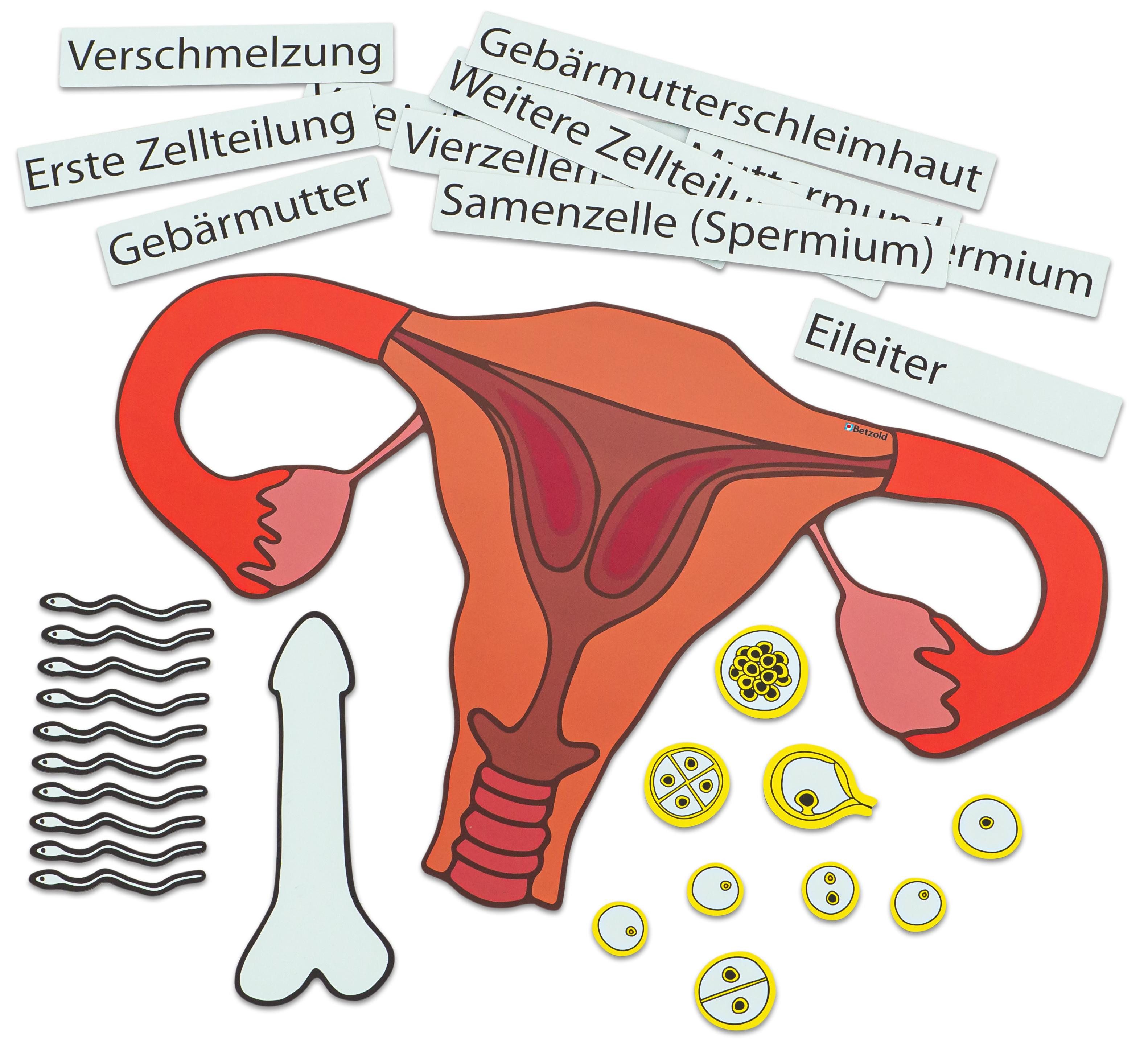Betzold Magnettafel Ein Kind entsteht