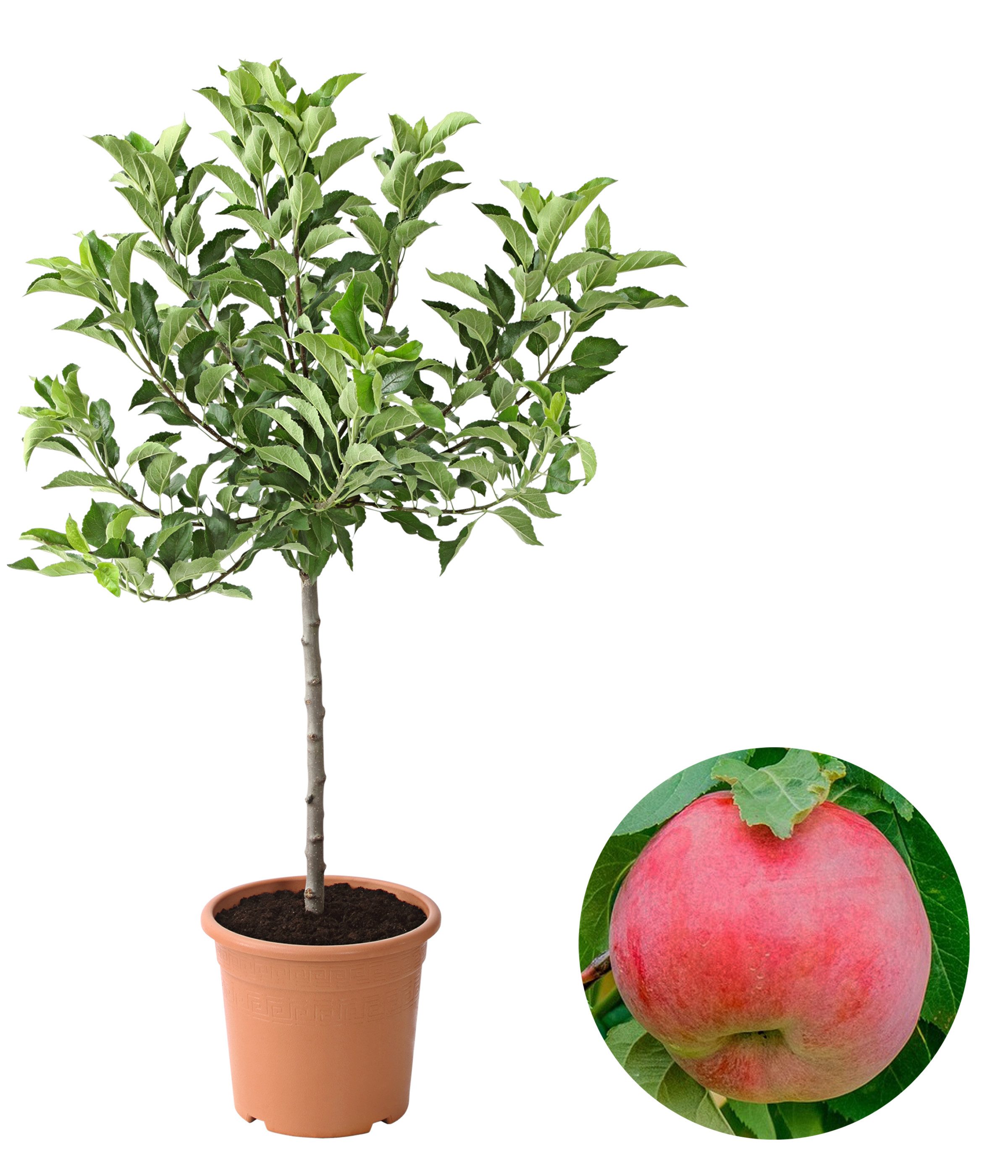 Dehner Obstpflanze Zwergapfel Galina, Malus sylvestris, ca. 80-90 cm exkl. Pflanztopf, Apfelbaum in Zwergform, Befruchtersorte notwendig