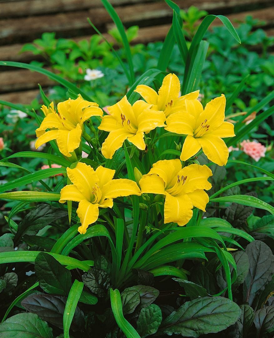 Pflanzen für Dich Staude Hemerocallis cult. Mini Stella, 1 St., Taglilie