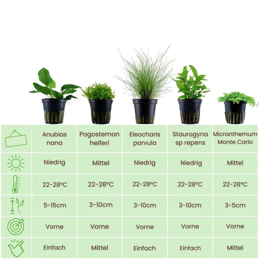 Aquaone Wasserpflanze Pflanzen Set mit 5 einfachen kleinen Wasserpflanzen N günstig online kaufen