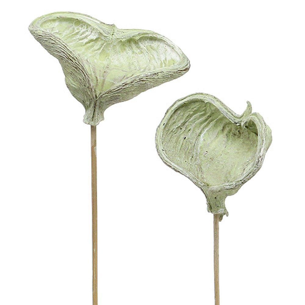 Trockenblume Badam am Stiel Naturdeko Grün günstig online kaufen