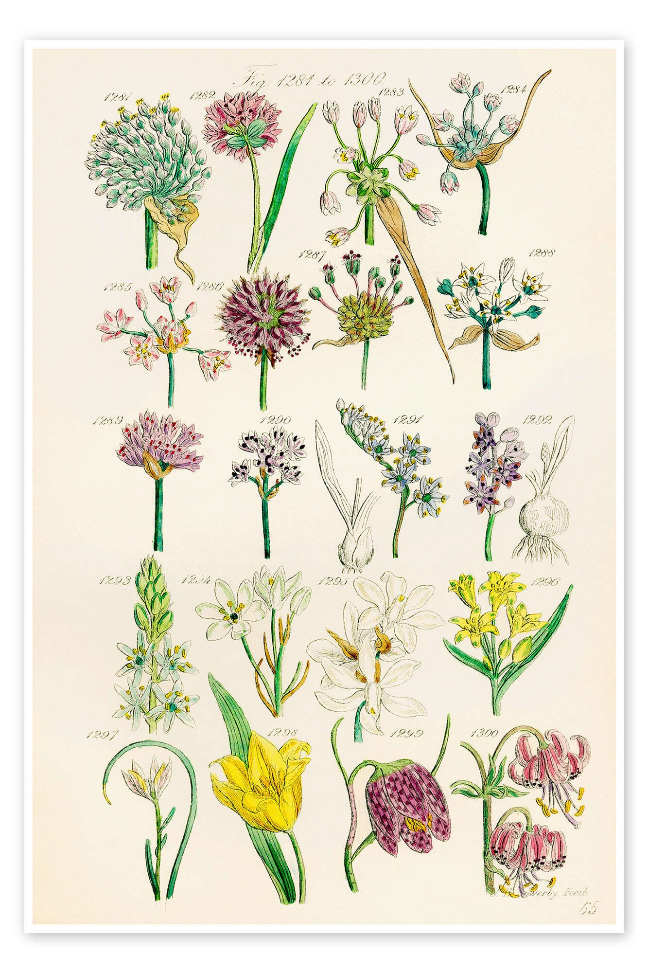 Posterlounge Wandbild Wildblumen, Fig. 1281-1300, Sowerby Collection, erhältlich als Poster, Leinwandbild, Wandsticker oder Acrylglasbild