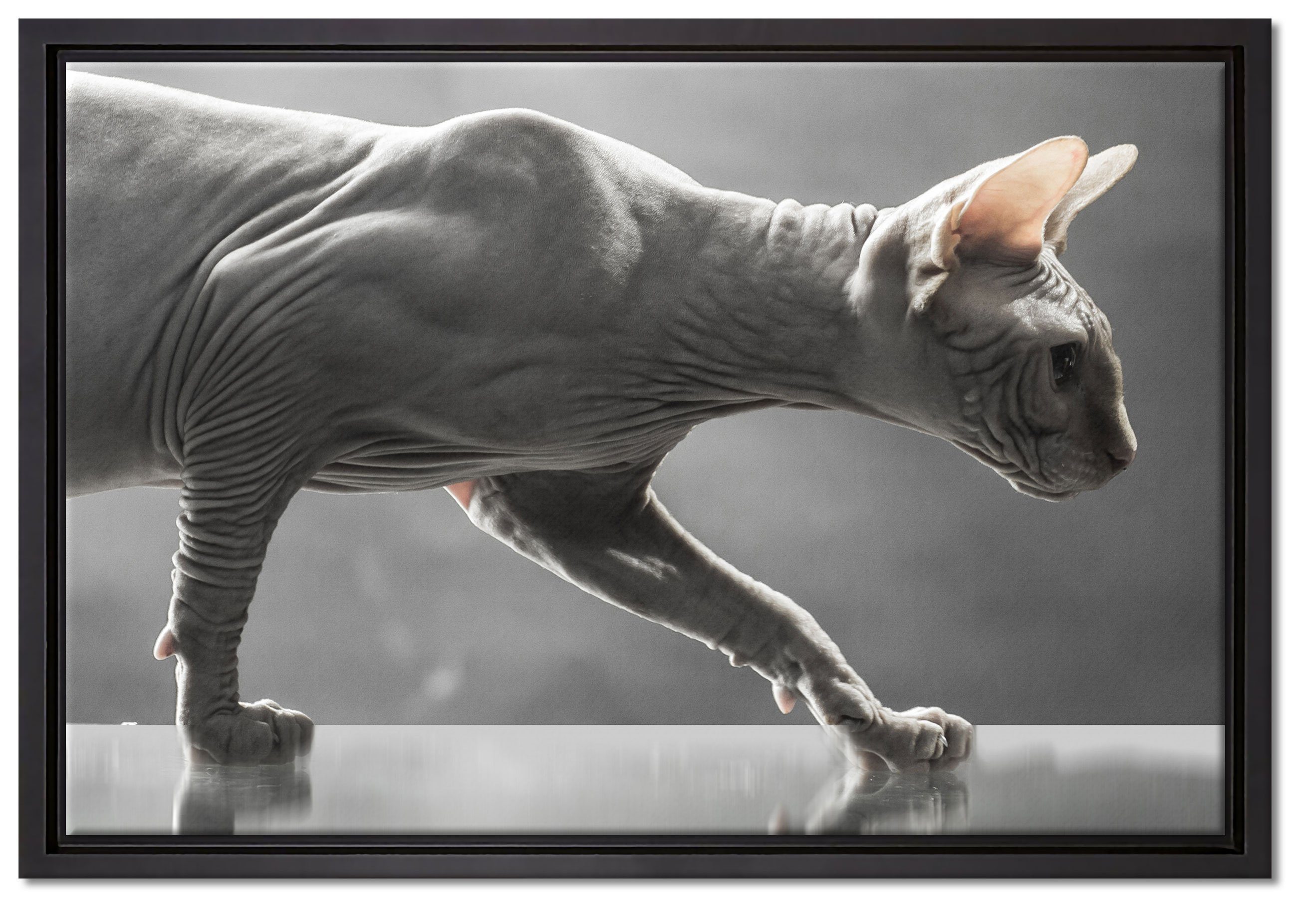 Pixxprint Leinwandbild Einzigartige Sphynx Katze, Wanddekoration (1 St), Leinwandbild fertig bespannt, in einem Schattenfugen-Bilderrahmen gefasst, inkl. Zackenaufhänger