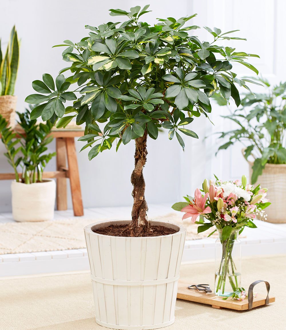 BALDUR Garten Zimmerpflanze Schefflera Gold Capella 'geflochtener Stamm' ca. 70 cm hoch, 1 St., Strahlenaralie, pflegeleicht
