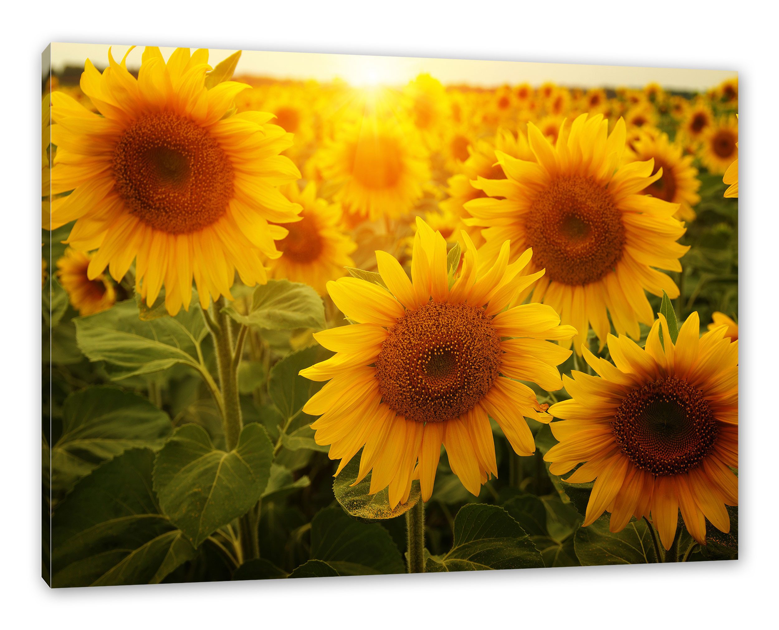 Pixxprint Leinwandbild Sonnenblumen auf dem Feld, Sonnenblumen auf dem Feld (1 St), Leinwandbild fertig bespannt, inkl. Zackenaufhänger