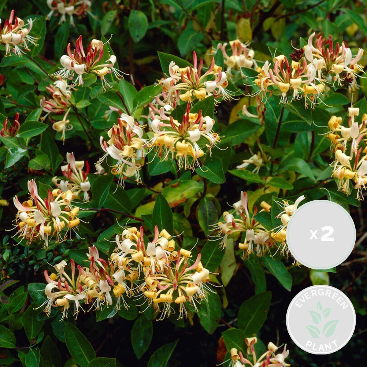Bloomique Kletterpflanze 2er-Set Lonicera Henryi, Geißblatt, Orange/Rot, 50-70 cm, Topf 15 cm, 2 St.