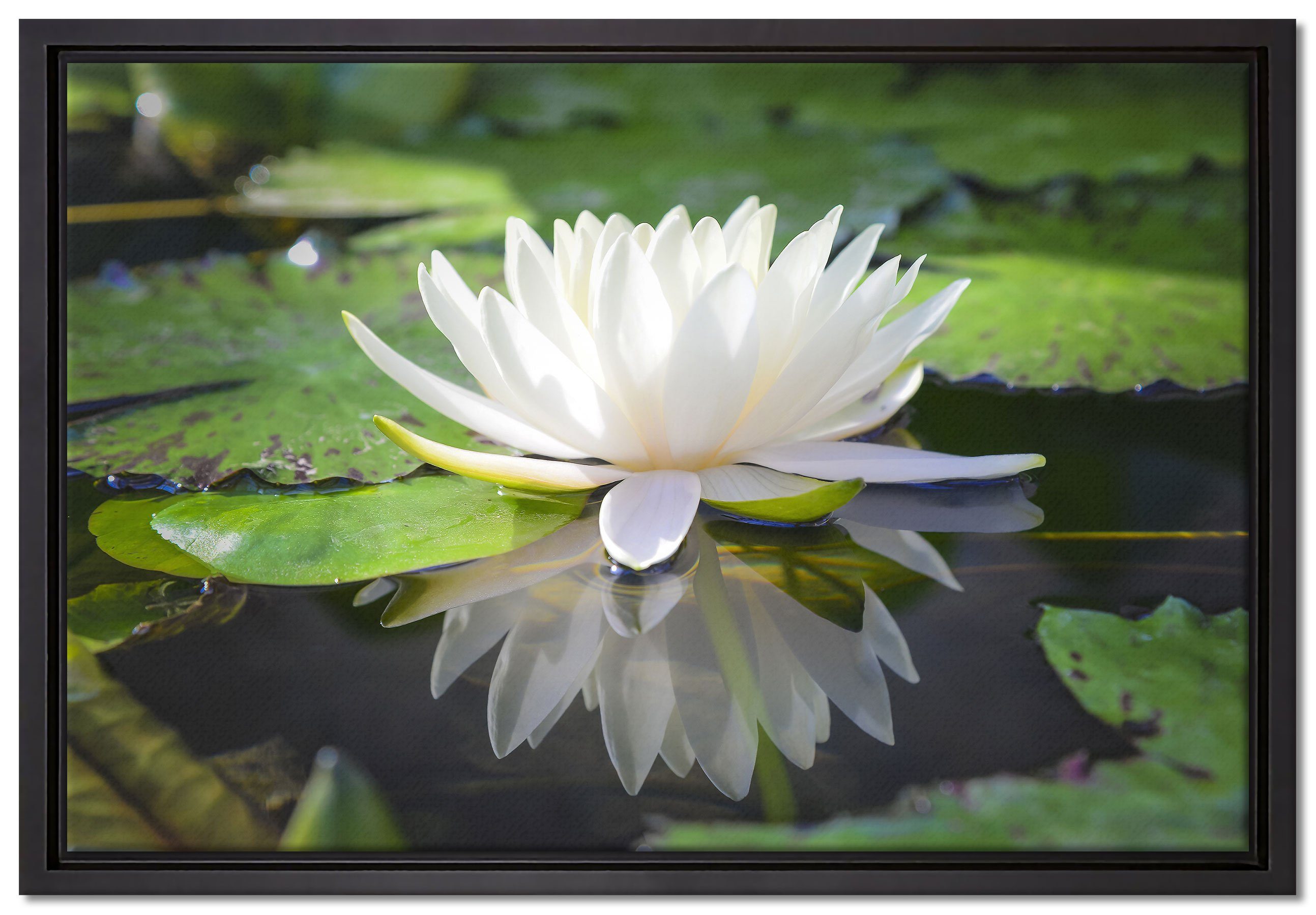 Pixxprint Leinwandbild Weiße Lotusblume im Wasser, Wanddekoration (1 St), Leinwandbild fertig bespannt, in einem Schattenfugen-Bilderrahmen gefasst, inkl. Zackenaufhänger