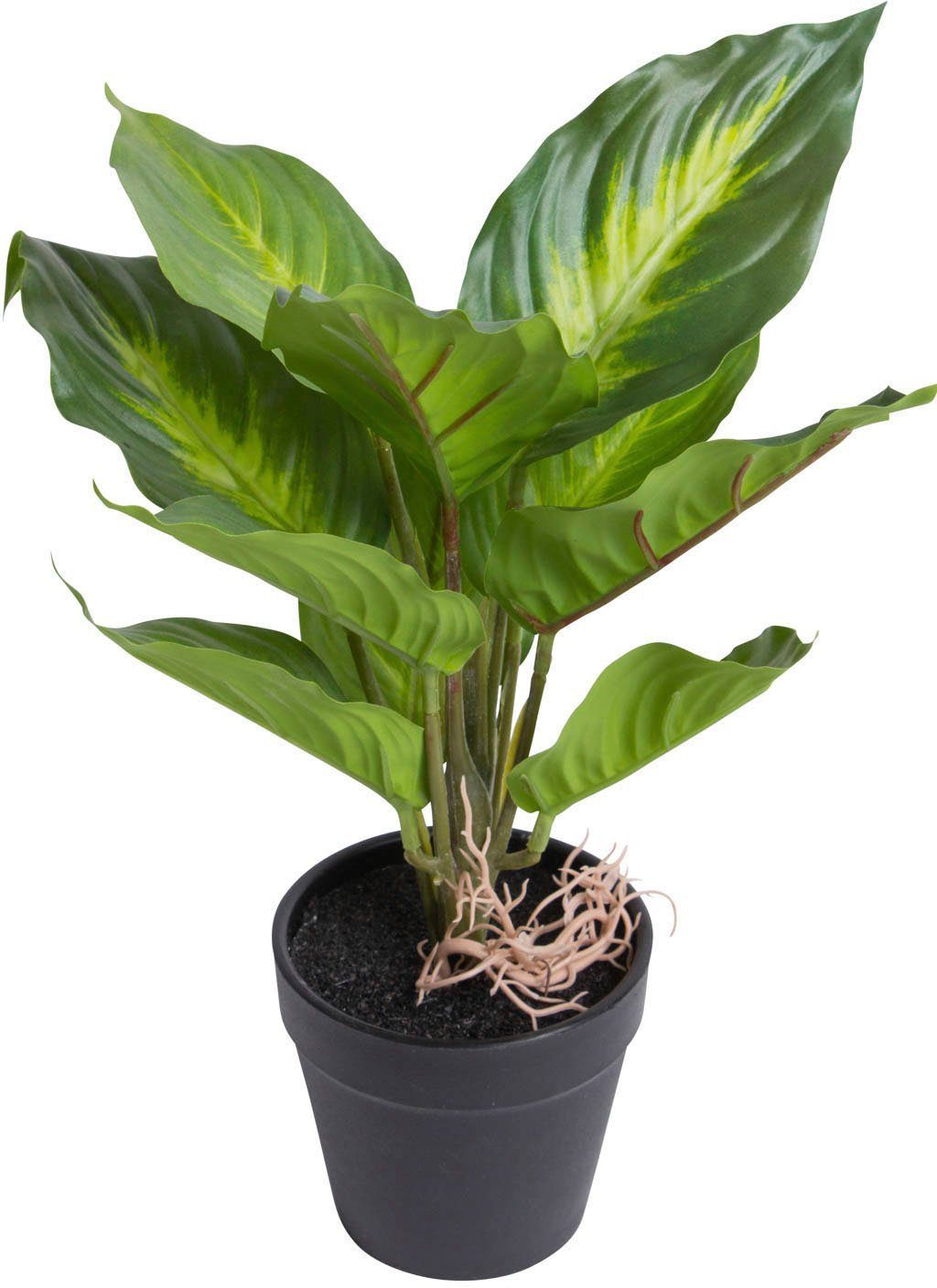 Künstliche Zimmerpflanze Dieffenbachia Camila, Botanic-Haus, Höhe 28 cm