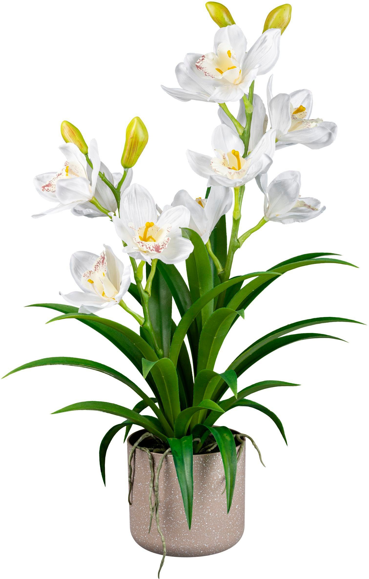 Kunstorchidee Orchidee Cymbidie Orchidee, Creativ green, Höhe 58 cm, mit traumhaft schönen Blüten