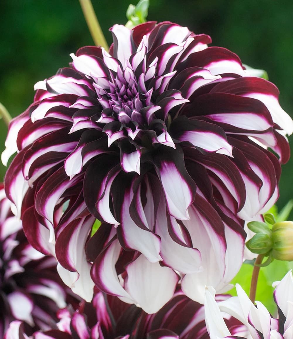 BALDUR Garten Blumenzwiebeln Dahlie 'Tartan', Schmuckdahlien, mehrjährig, reichblühend, pflegeleicht