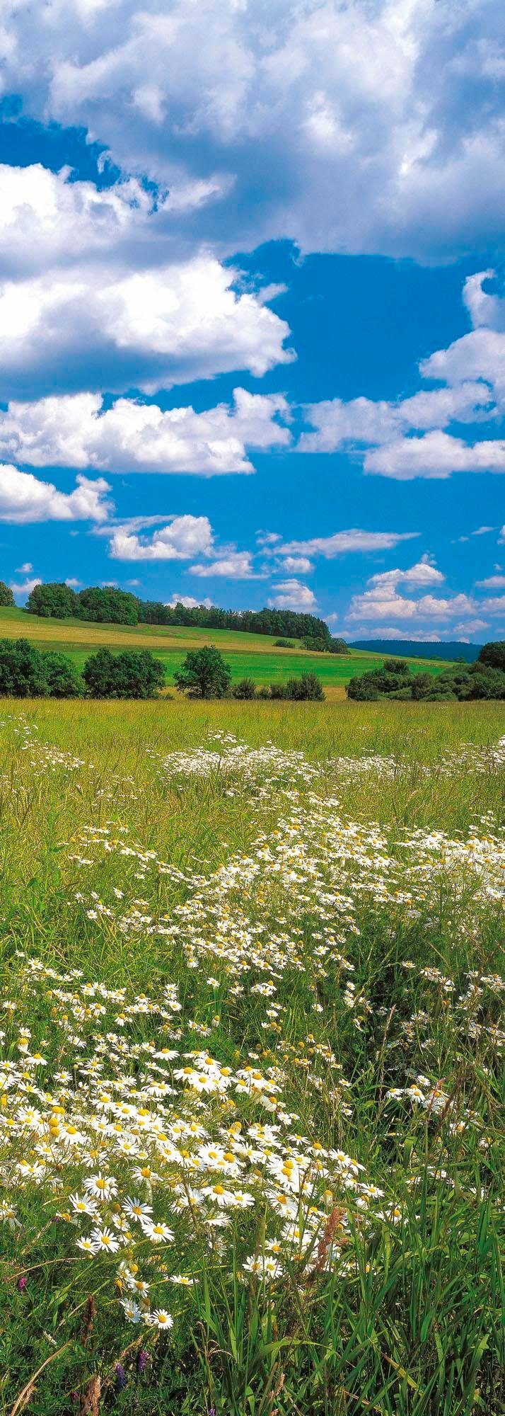 Komar Vliestapete Digitaldruck Vlies - Meadow - Größe 100 x 280 cm, glatt, bedruckt, (1 St), Wohnzimmer, Schlafzimmer