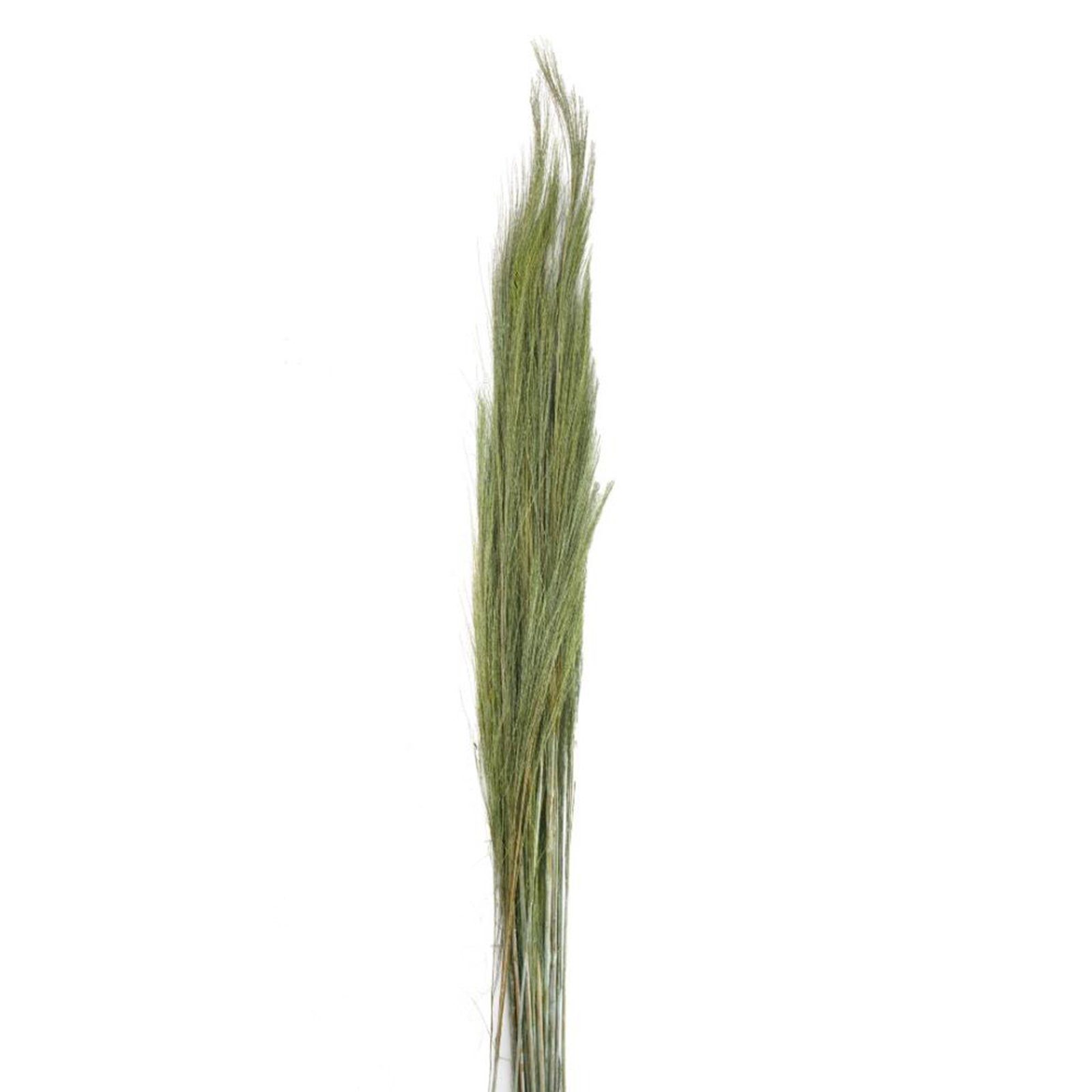 Trockenblume Ginstergras grün - Broom grass - Thysanolaena - 90-105 cm -100g, DIJK