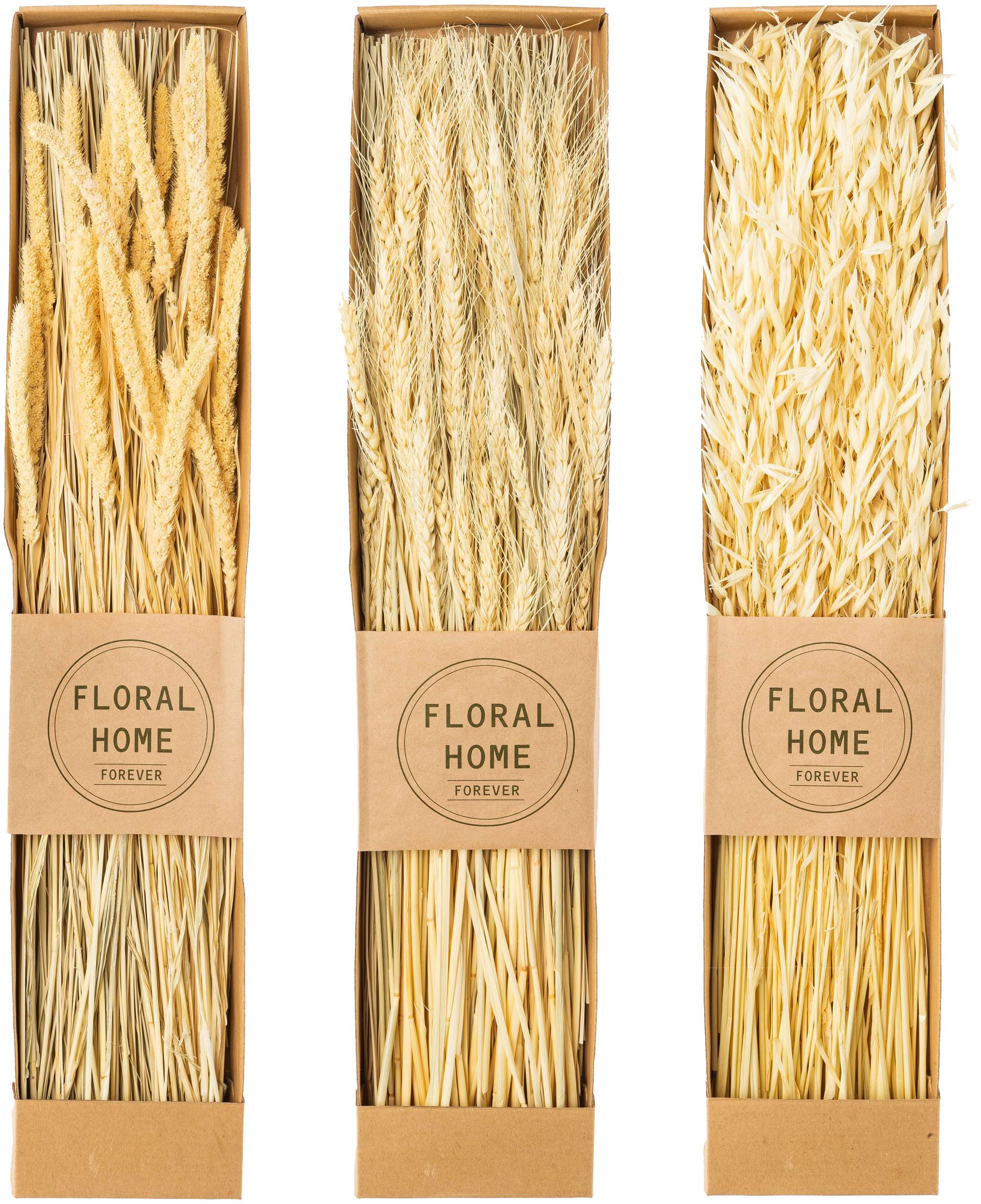 Trockenblume Trockenblumen-Bündel, Creativ green, Höhe 60 cm, in 3 Sorten