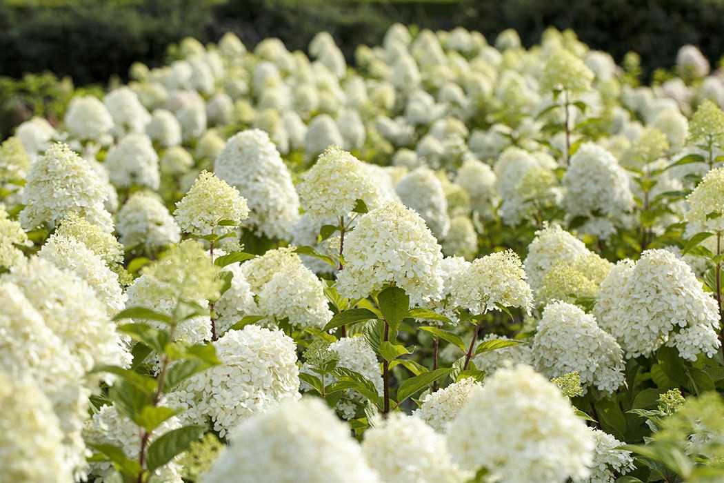 Garten von Ehren Zierstrauch Rispenhortensie 'Limelight' • Hydrangea paniculata 'Limelight'